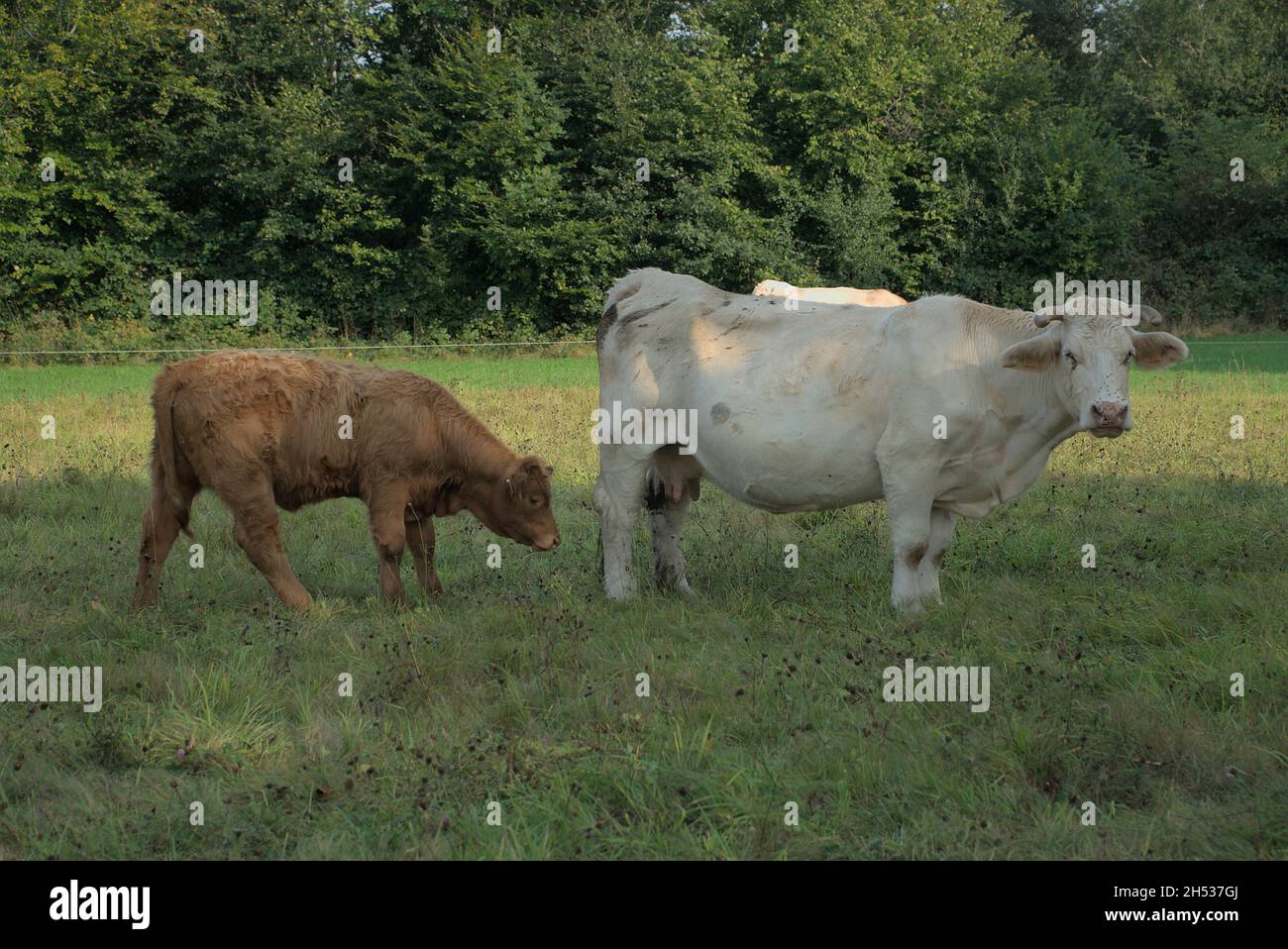 white Charolais cow and her calf Stock Photo