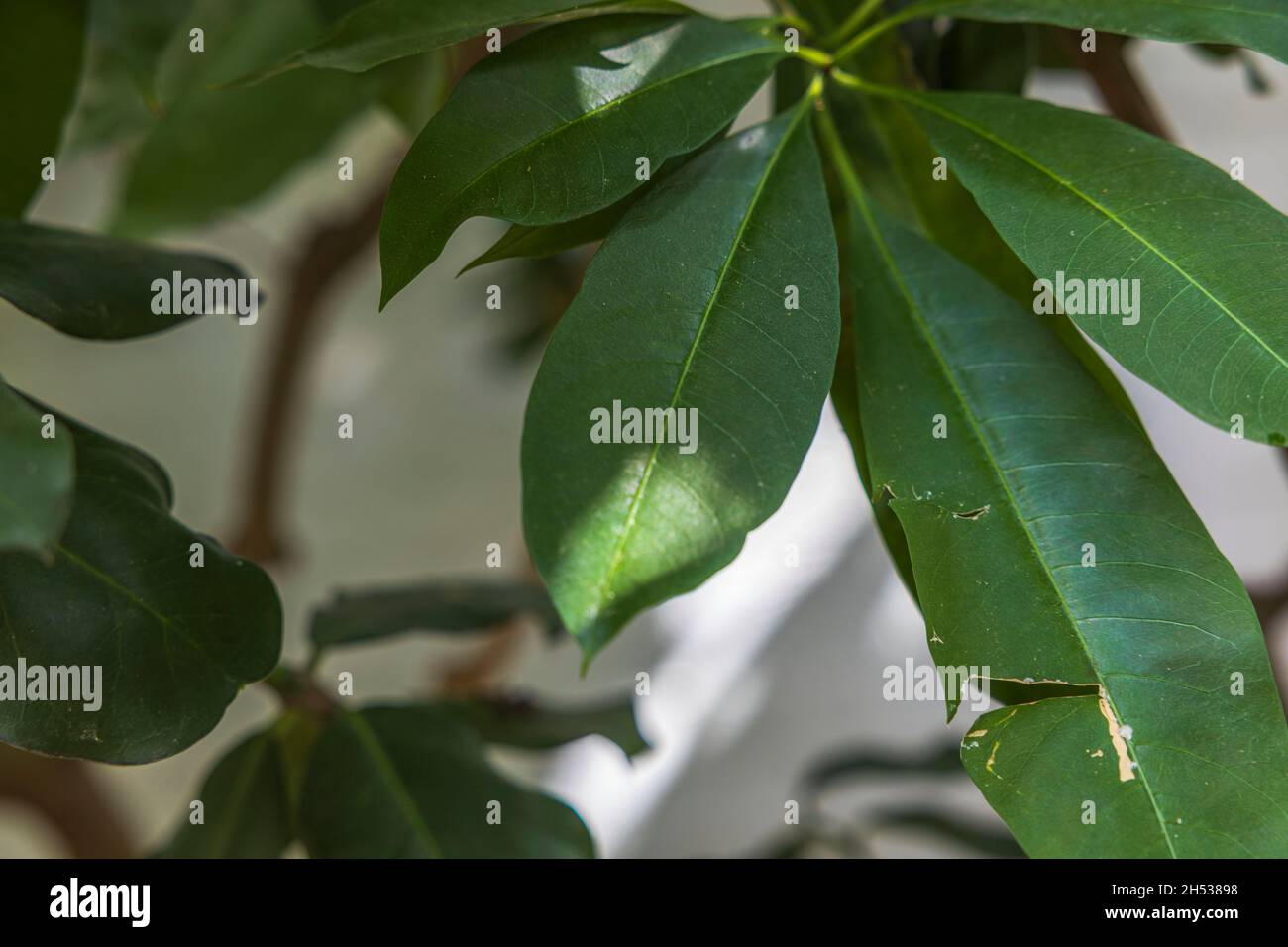 Close-up view of the leaves of poisonous tropical plant Rauvolfia mombasiana. Sweden. Stock Photo