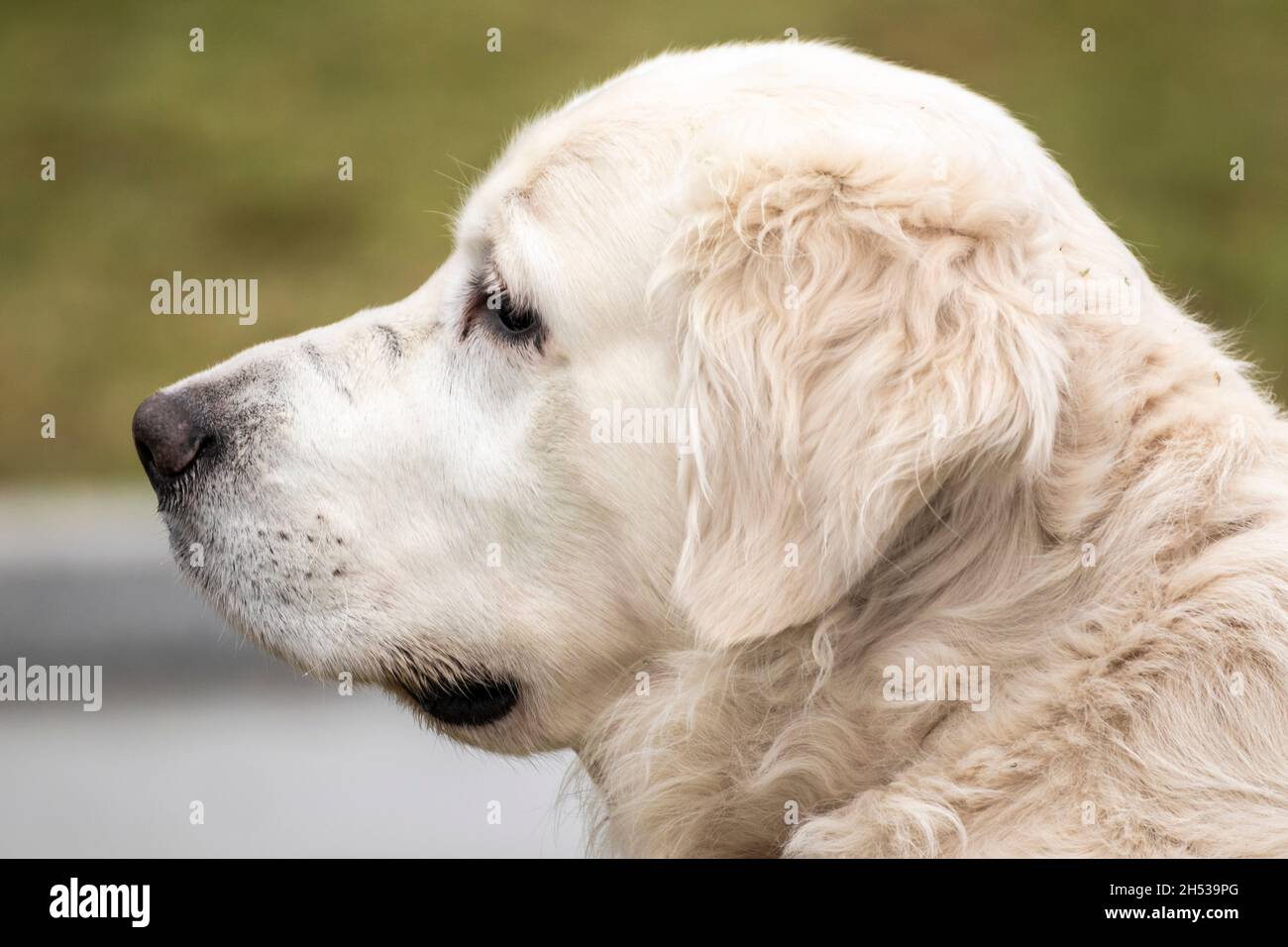 white golden retriever dog standing on the street Stock Photo