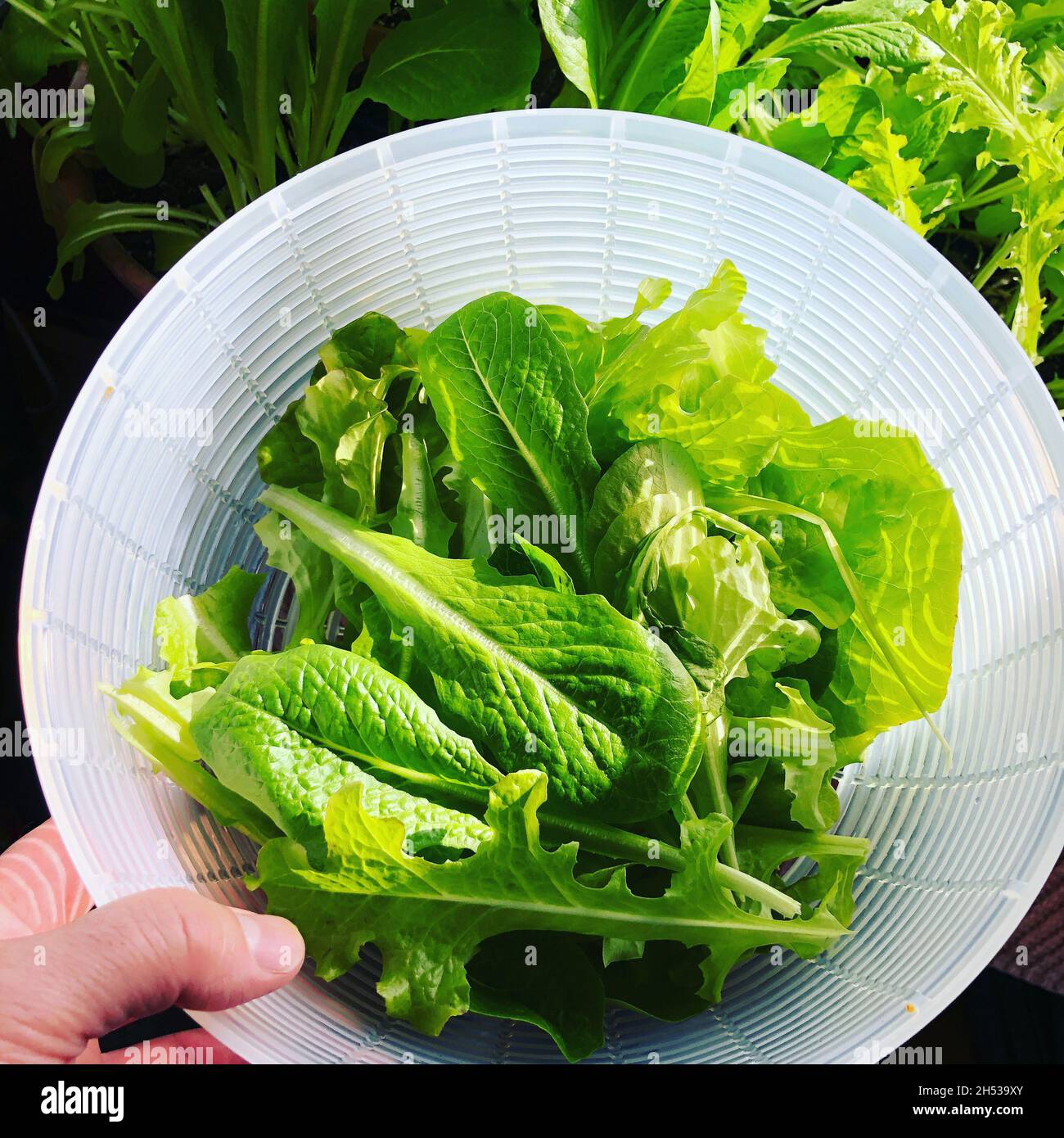 Closeup of freshly picked salad leaves in a container Stock Photo
