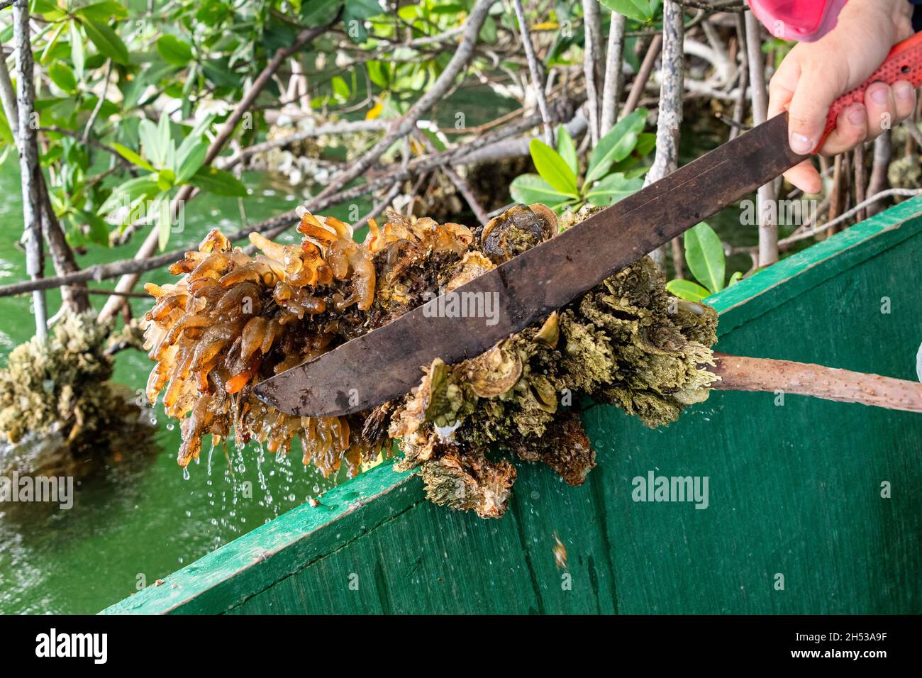 Cutting oyster shells in the wilderness Stock Photo - Alamy
