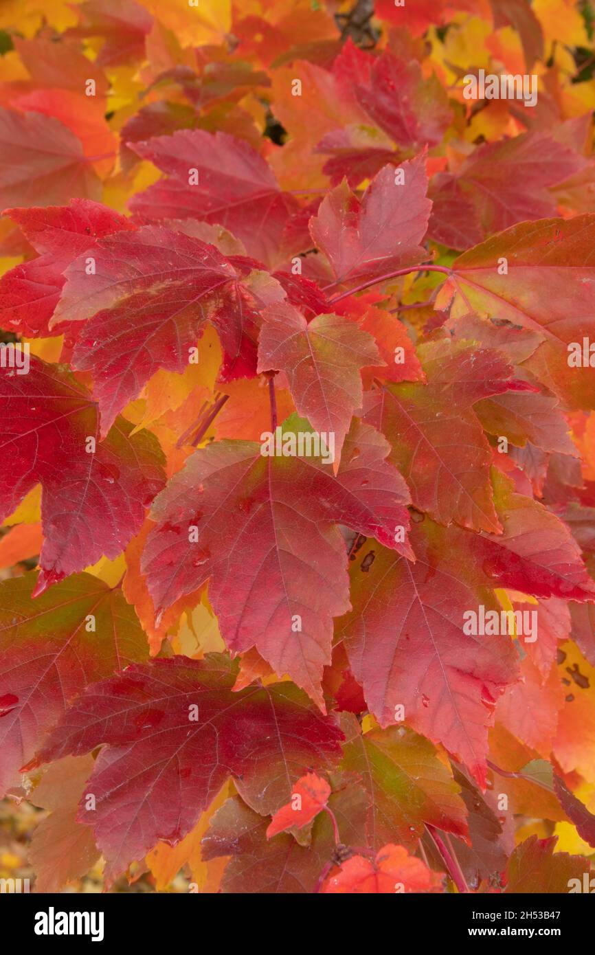 Red Maple (Acer rubrum) autumn leaves, Oregon Stock Photo