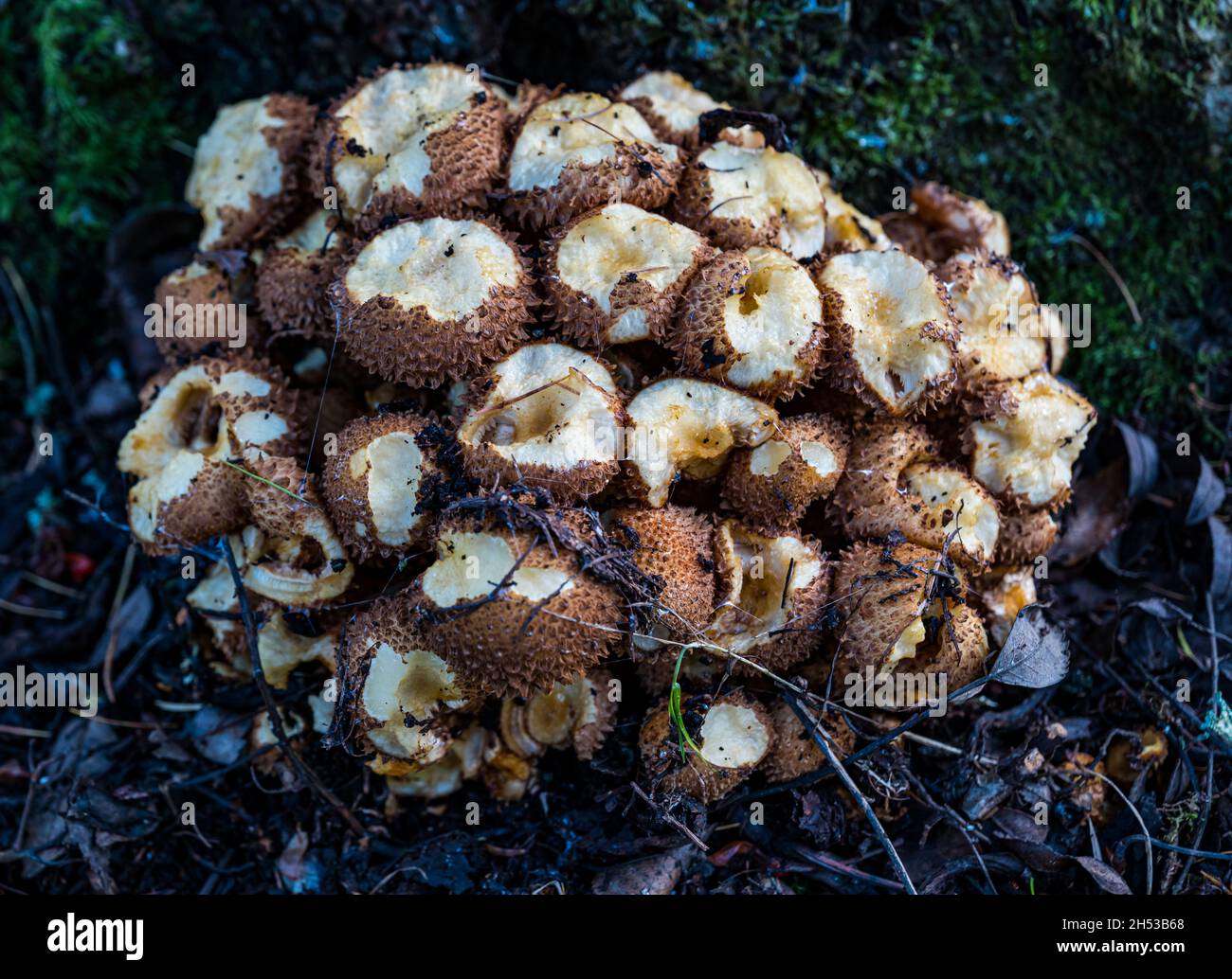 A cluster of edible stump puffballs (Lycoperdon pyriforme) at base of woodland tree with evidence of being eaten, Scotland, UK Stock Photo