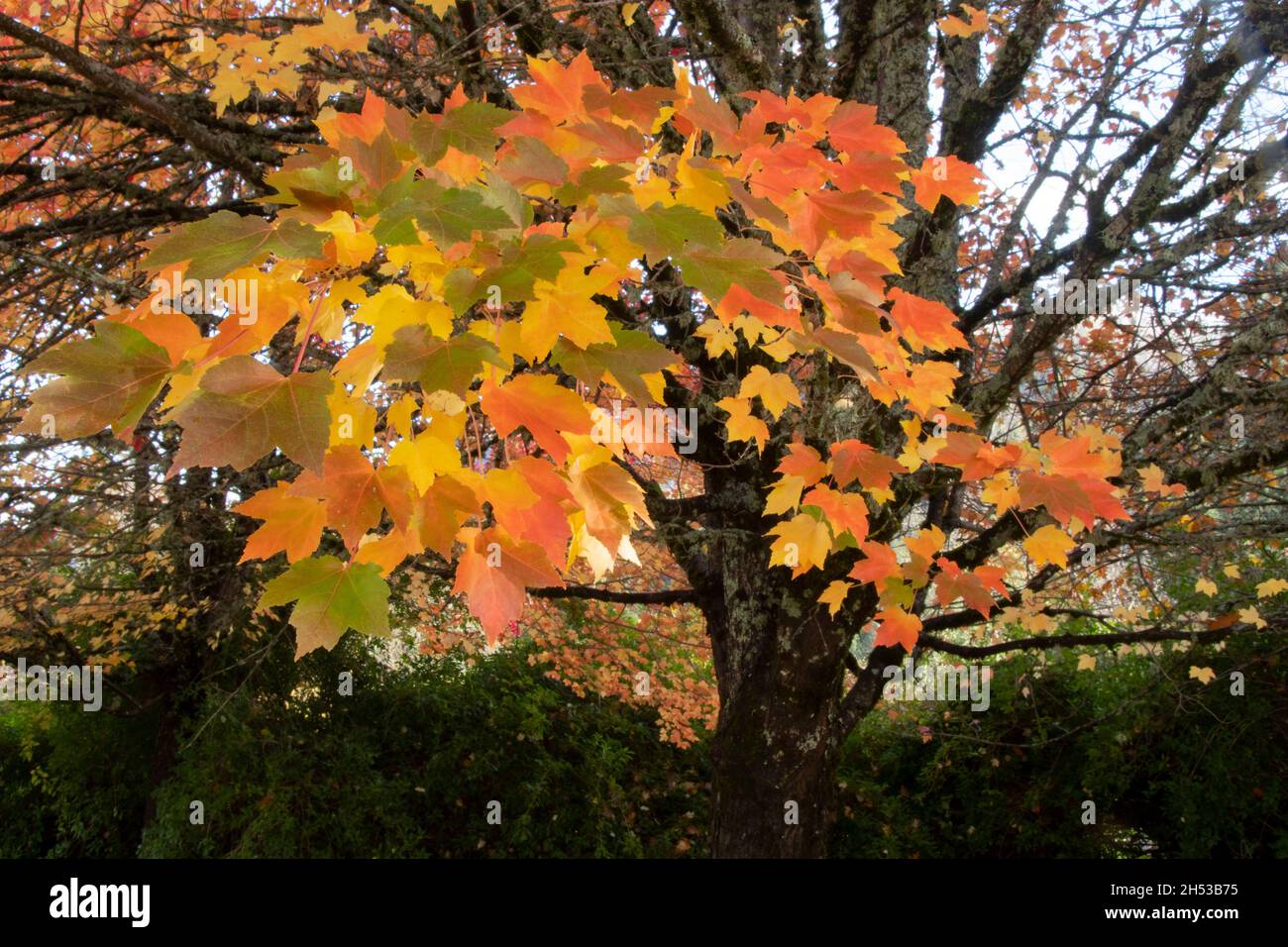 Red Maple (Acer rubrum) autumn leaves, Oregon Stock Photo