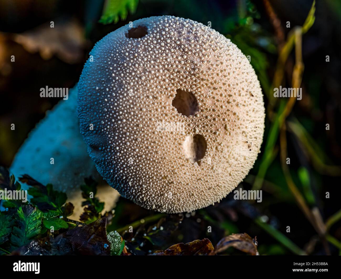 Common puffball fungus (Lycoperdon perlatum) with holes from blowing out spores, on woodland ground, Scotland, Uk Stock Photo