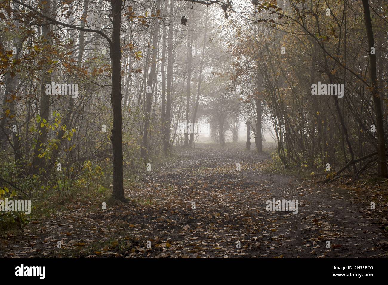 Pathway in a forest covered in dried leaves and fog in autumn Stock ...