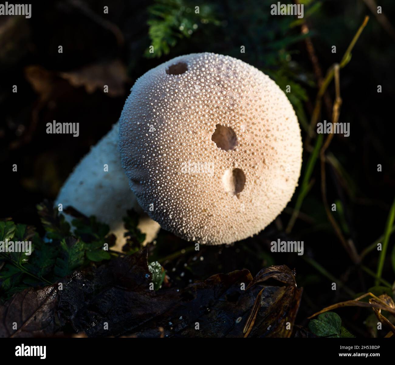 Puff ball fungus hi-res stock photography and images - Page 2 - Alamy
