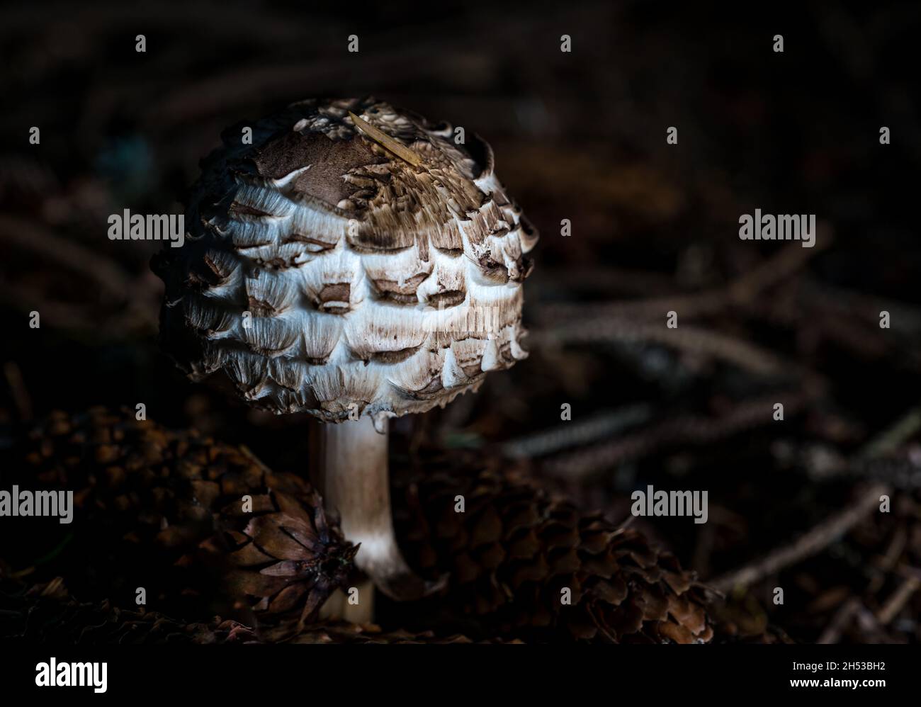 Close up of shaggy parasol mushroom or fungus (Chlorophyllum rhacodes) growing on woodland ground, Scotland, UK Stock Photo