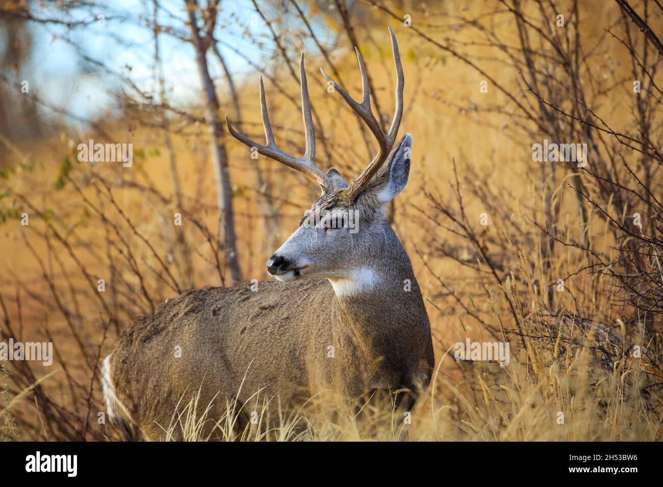 Mule Deer Buck portrait with large antlers during the autumn rut Stock Photo