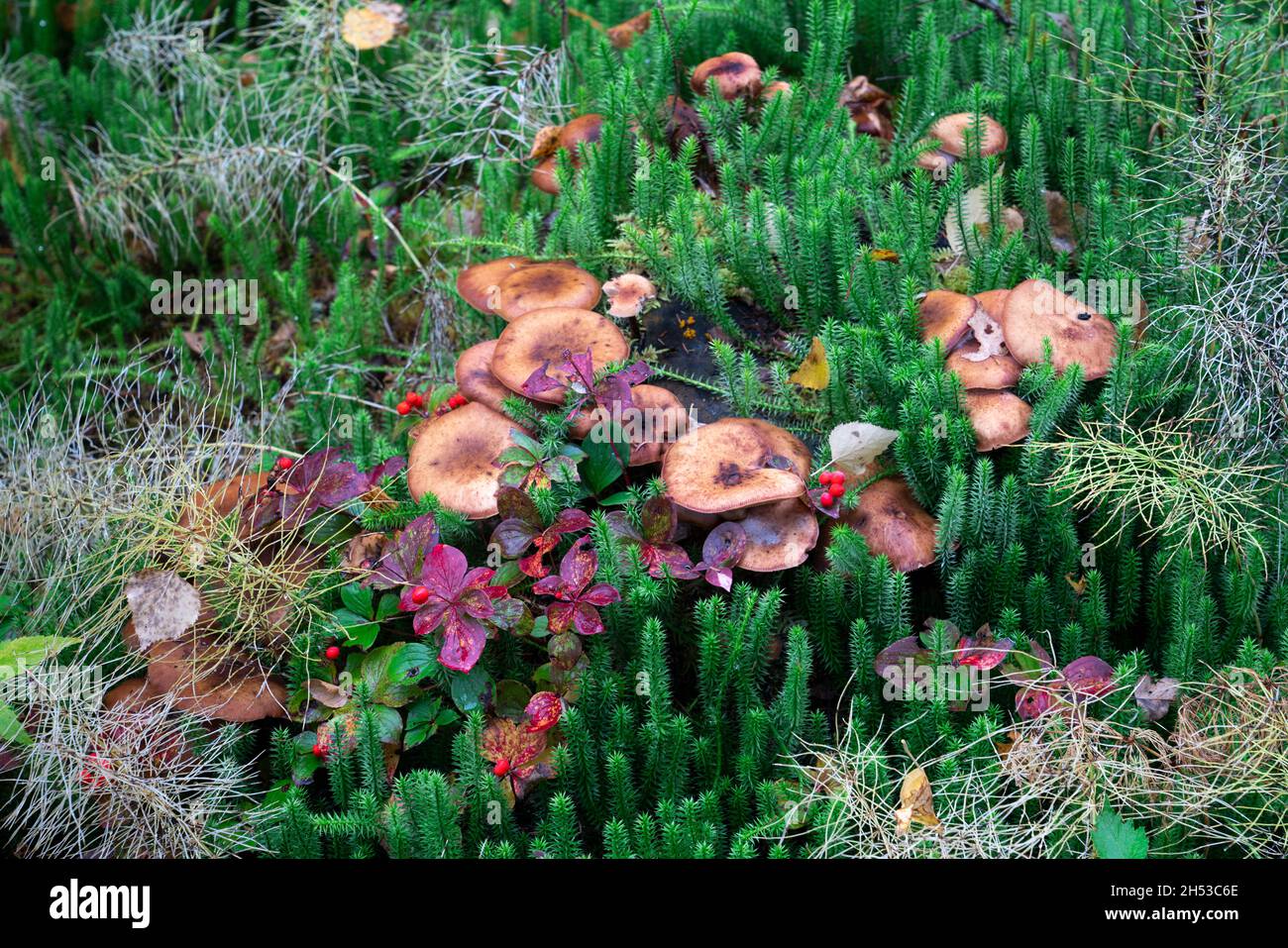 Mushrooms and fall foliage color on the forest floor of Pisew Falls Provincial Park, NOrthern