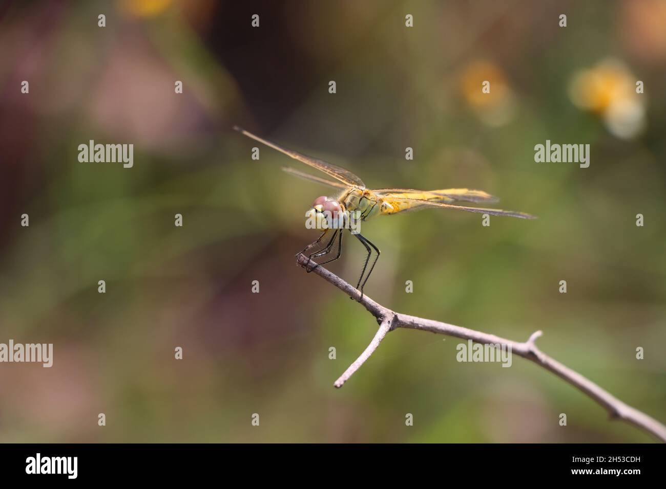 Beautiful macro shot of a small dragonfly on a tree branch with a ...