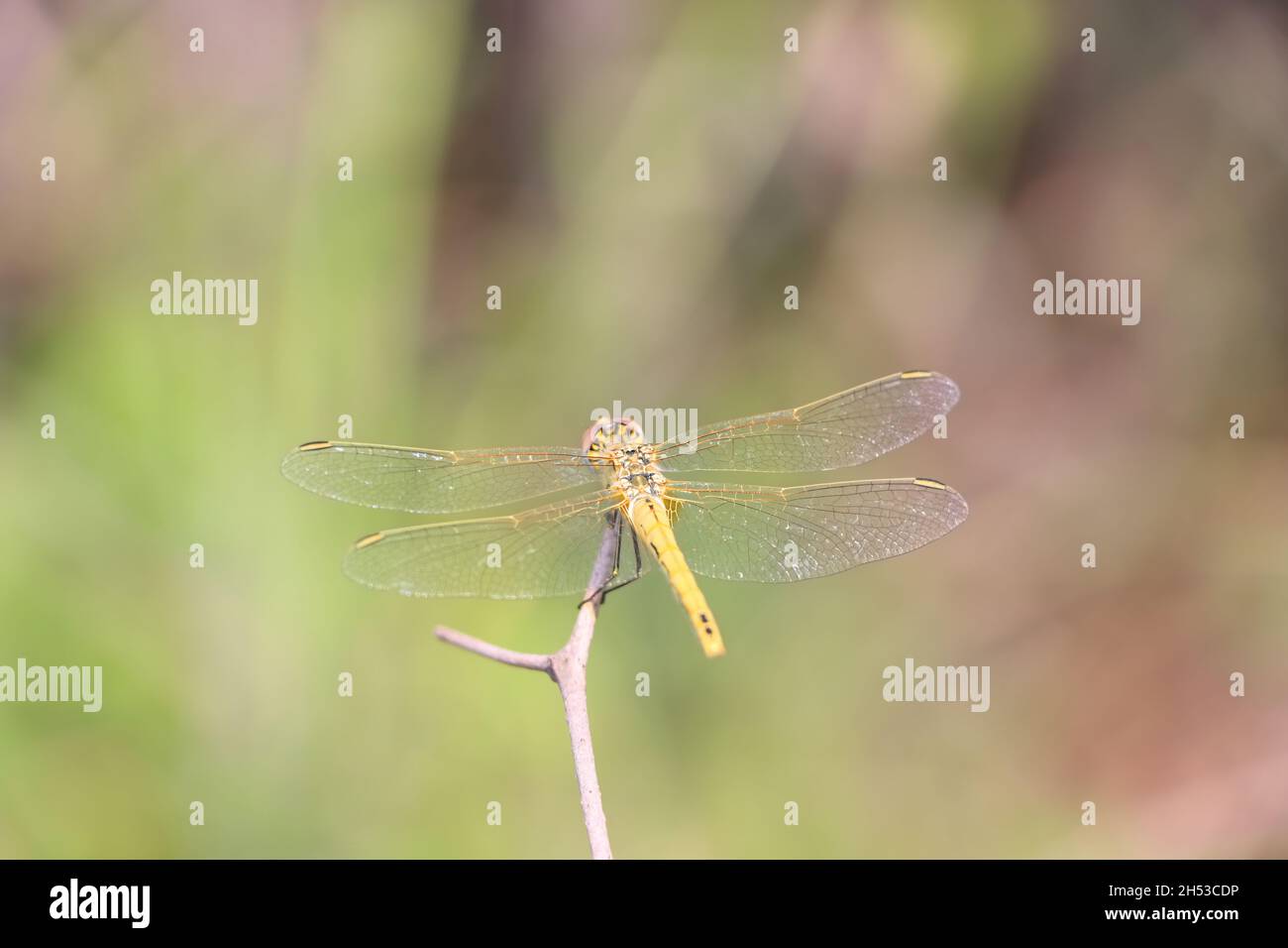 Beautiful macro shot of a dragonfly on a tree branch with a blurred ...