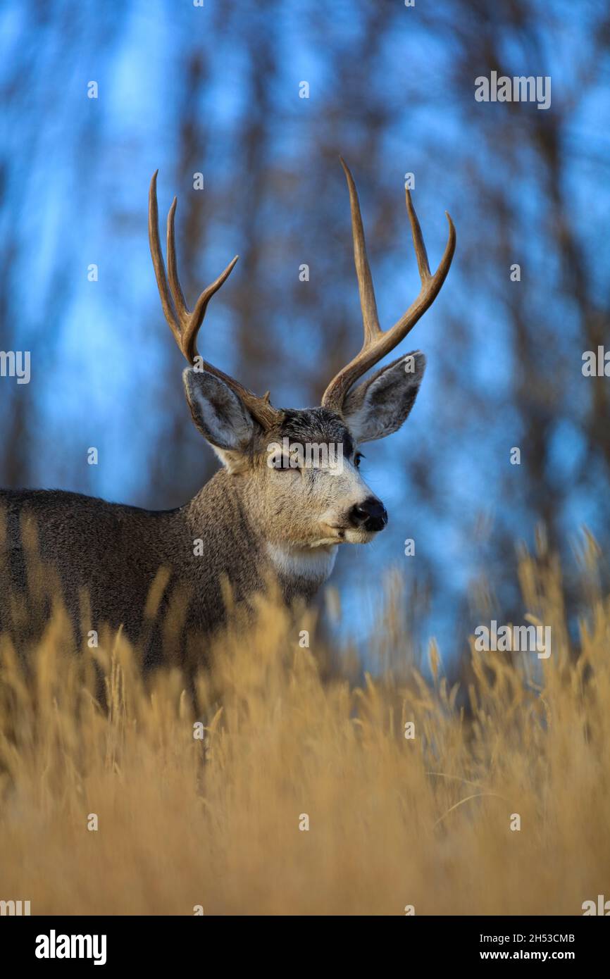 Mule Deer Buck portrait with large antlers during the autumn rut Stock Photo