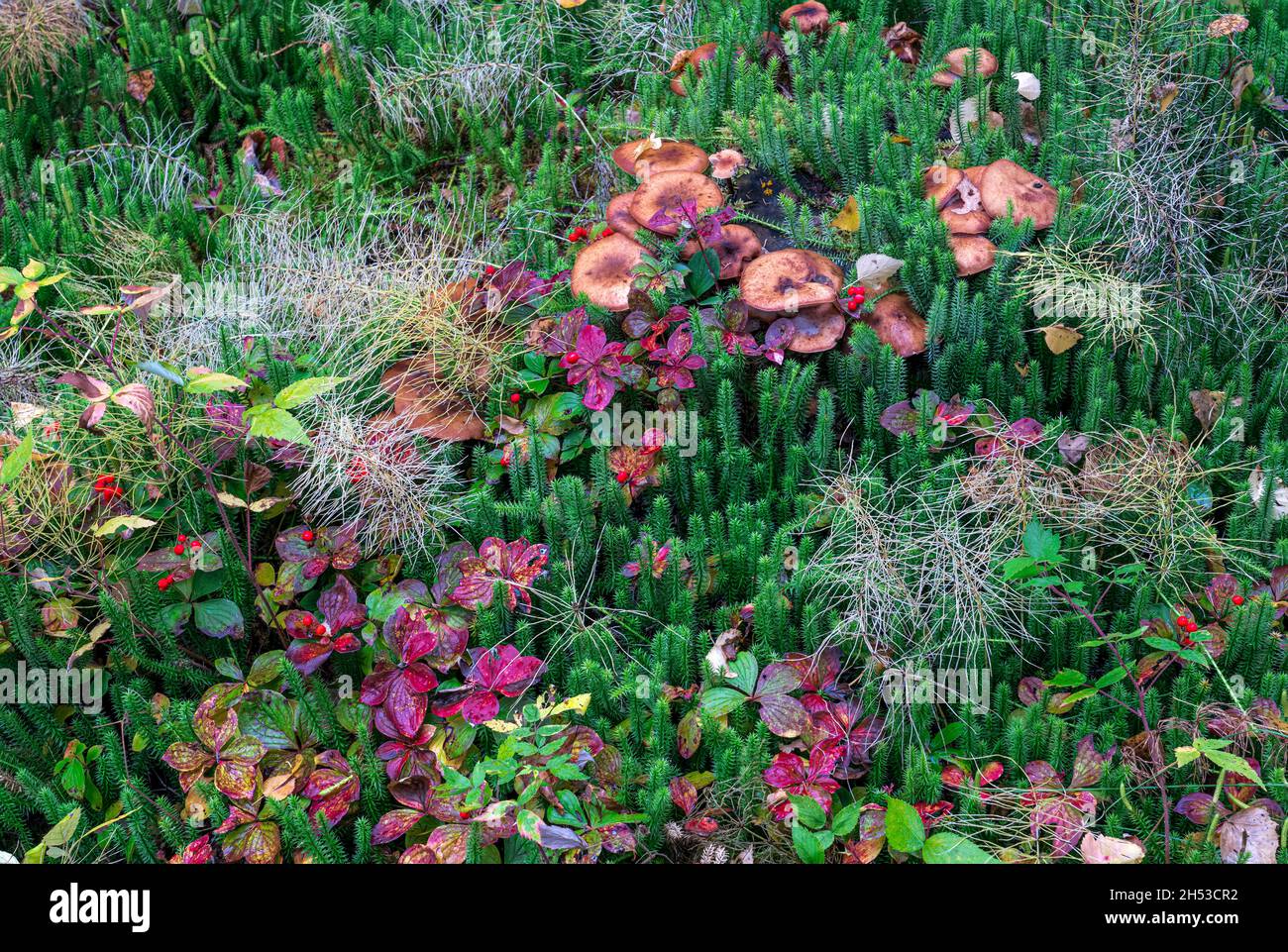 Fungi and fall foliage color on the forest floor near Pisew Falls, Manitoba, Canada. Stock Photo