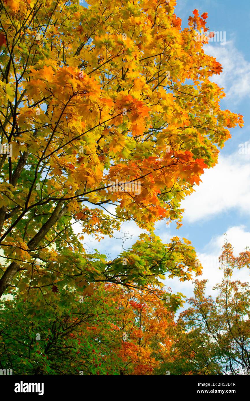 Autumn picturesque forest tree fairytale landscape. Vertical image ...