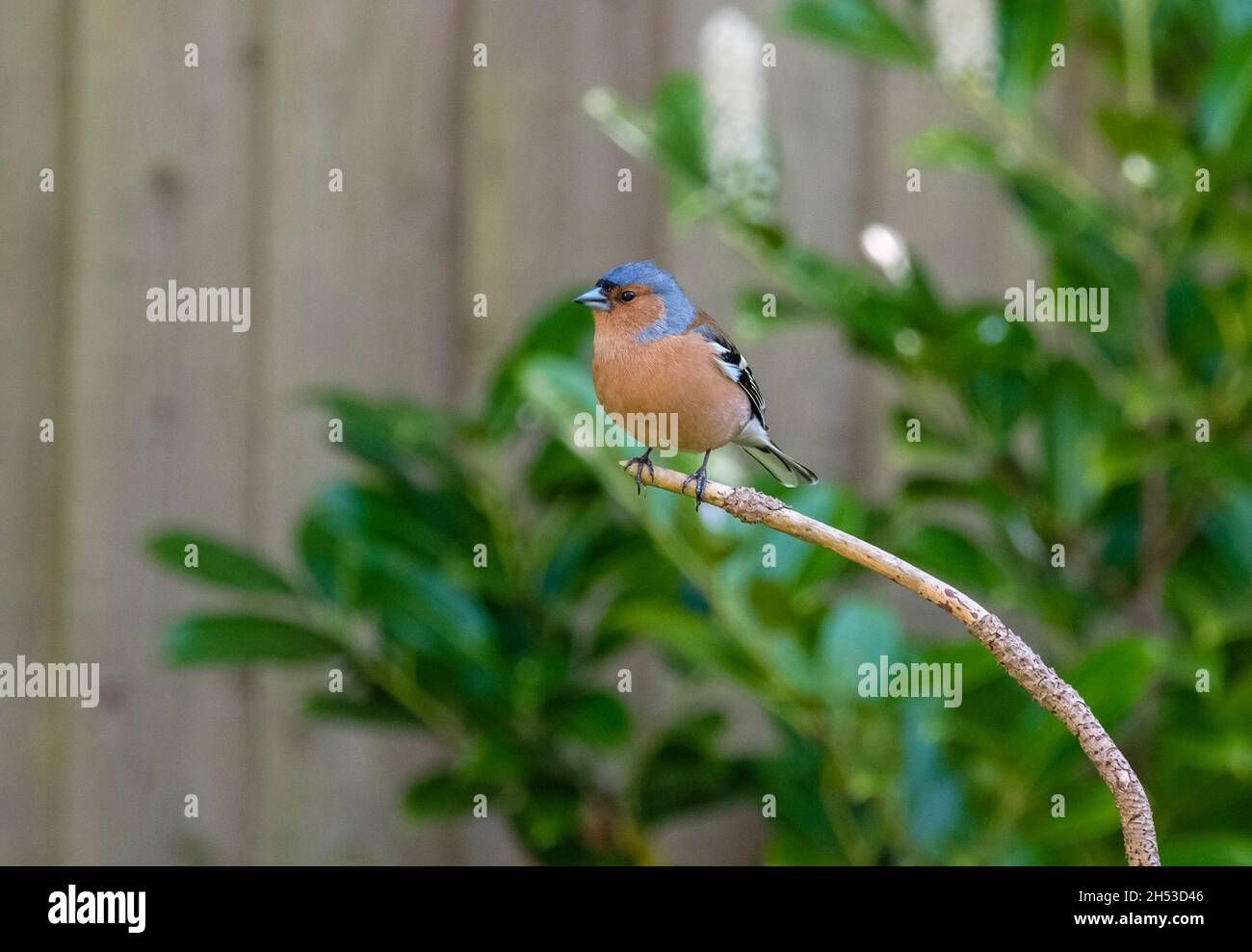 Chaffinch perched on branch in a Spring garden, Dorset, England, UK Stock Photo