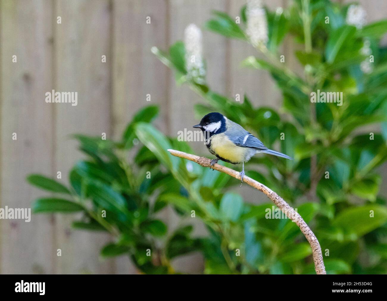 Great Tit perched on a branch in a Spring garden, Dorset, England, UK Stock Photo