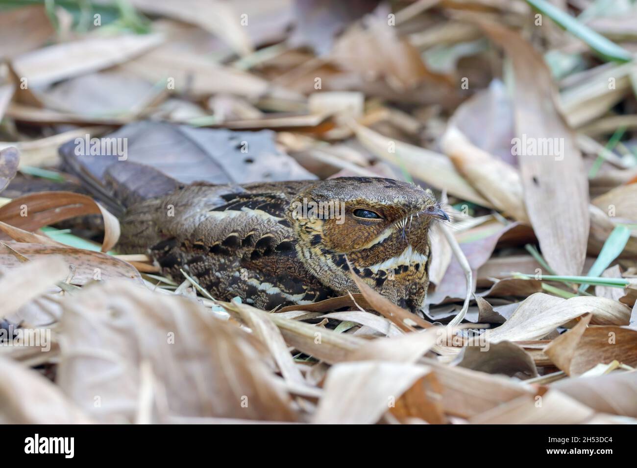 Large southeast asian species hi-res stock photography and images - Alamy