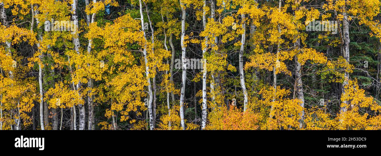 Aspen trees in fall foliage color in northern Manitoba, Canada. Stock Photo