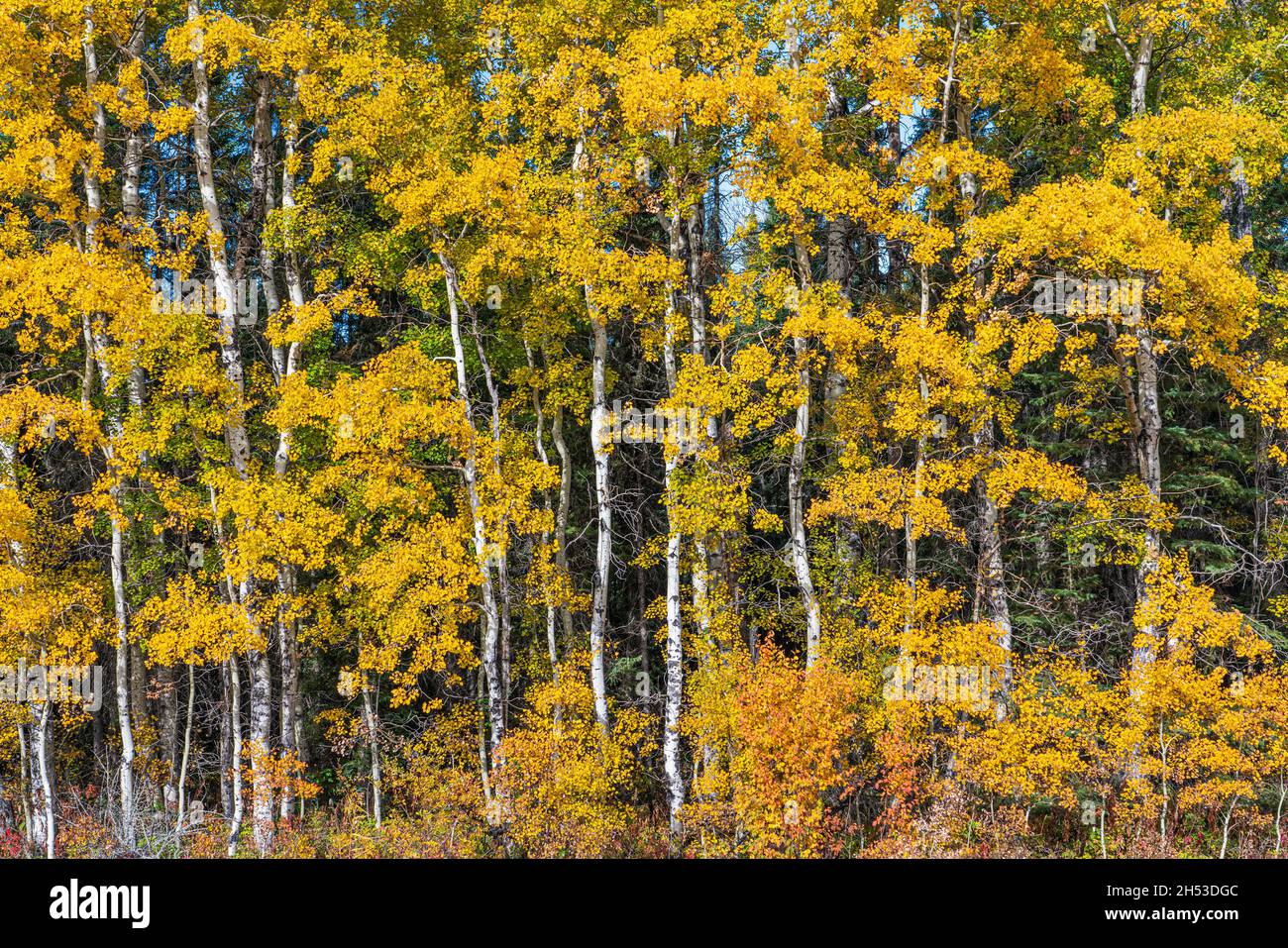 Aspen trees in fall foliage color in northern Manitoba, Canada. Stock Photo
