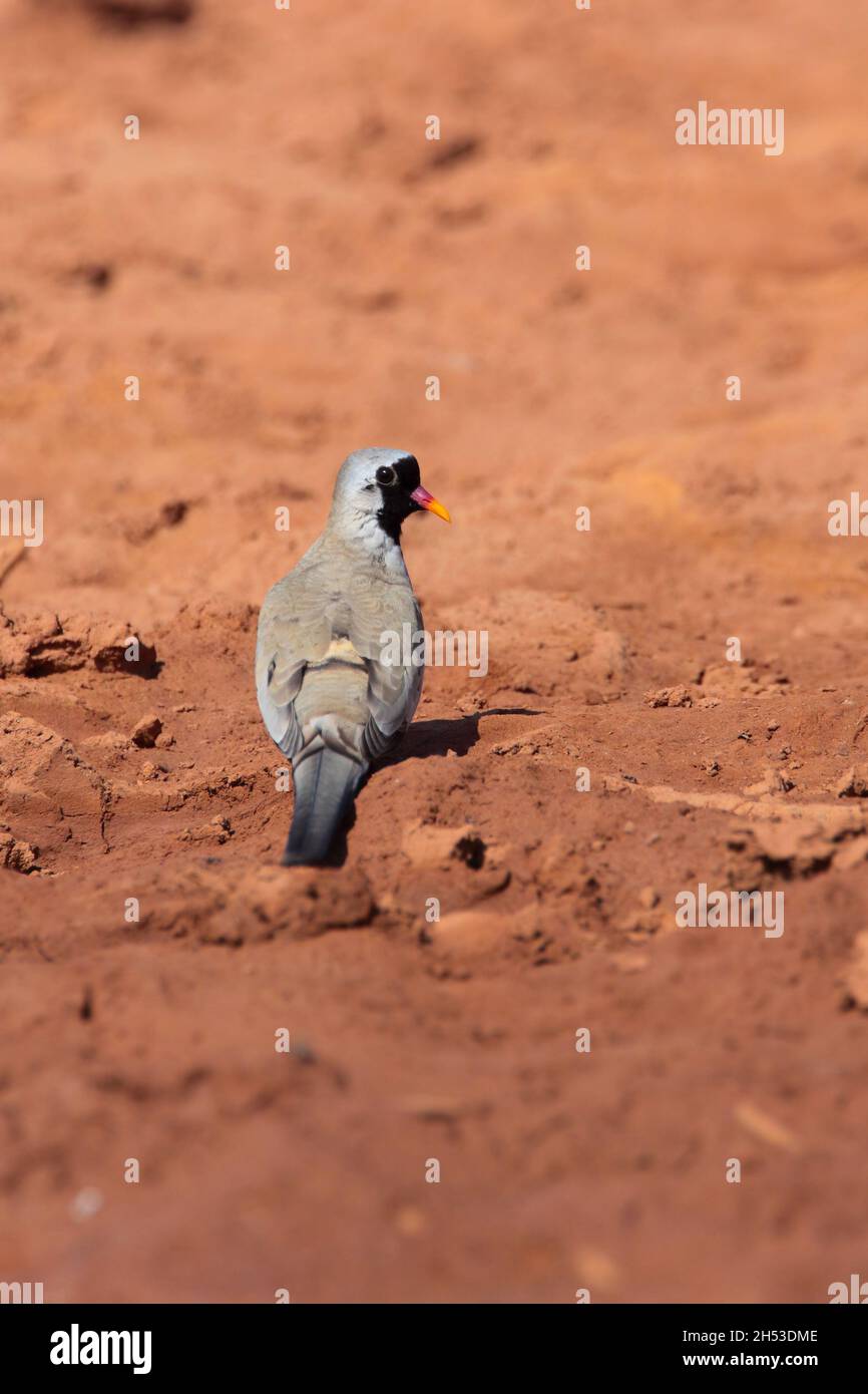 An adult male Namaqua dove (Oena capensis) feeding on the ground in the Gambia, West Africa Stock Photo