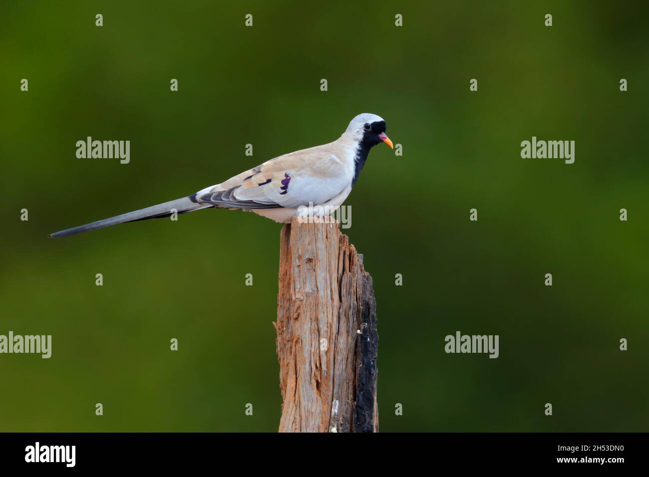 An adult male Namaqua dove (Oena capensis) perched on a stump in the Gambia, West Africa Stock Photo