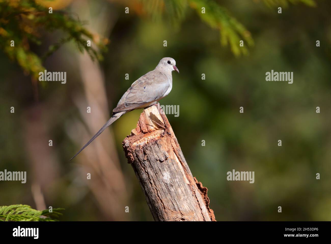 An adult female Namaqua dove (Oena capensis) perched on a tree stump in the Gambia, West Africa Stock Photo