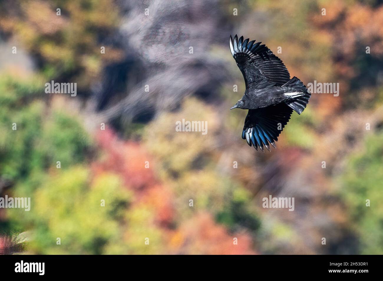 Black vulture in flight at Palisades Interstate Park, New Jersey Stock Photo Alamy