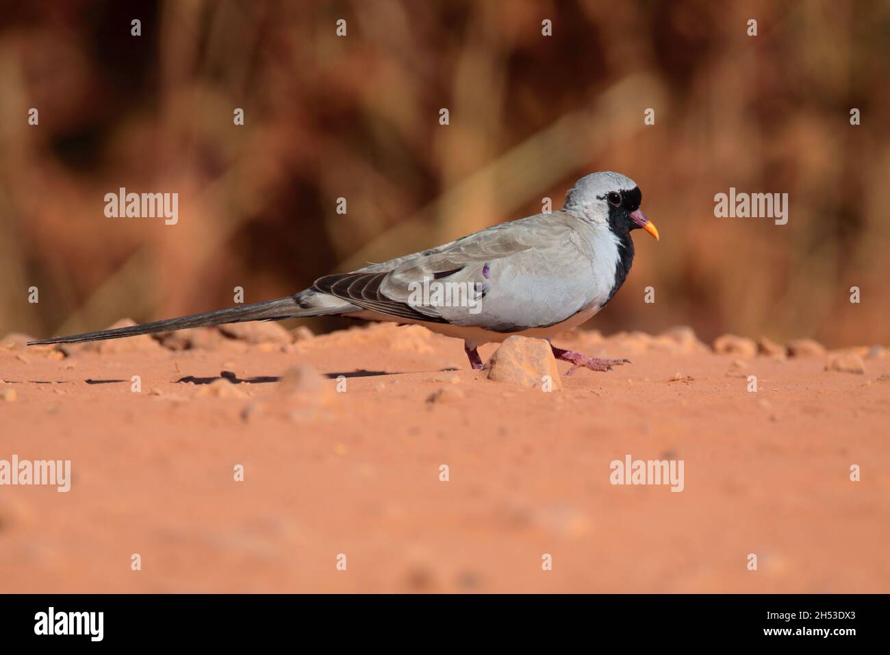 An adult male Namaqua dove (Oena capensis) feeding on the ground in the Gambia, West Africa Stock Photo