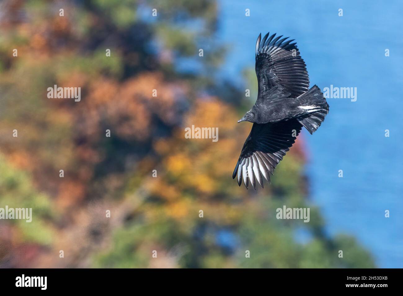 Black vulture in flight at Palisades State Park, New Jersey Stock Photo