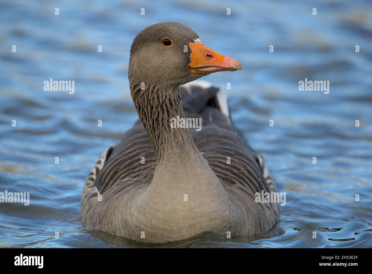 greylag goose swimming on the lake, Poolsbrook Country Park, North East Derbyshire Stock Photo