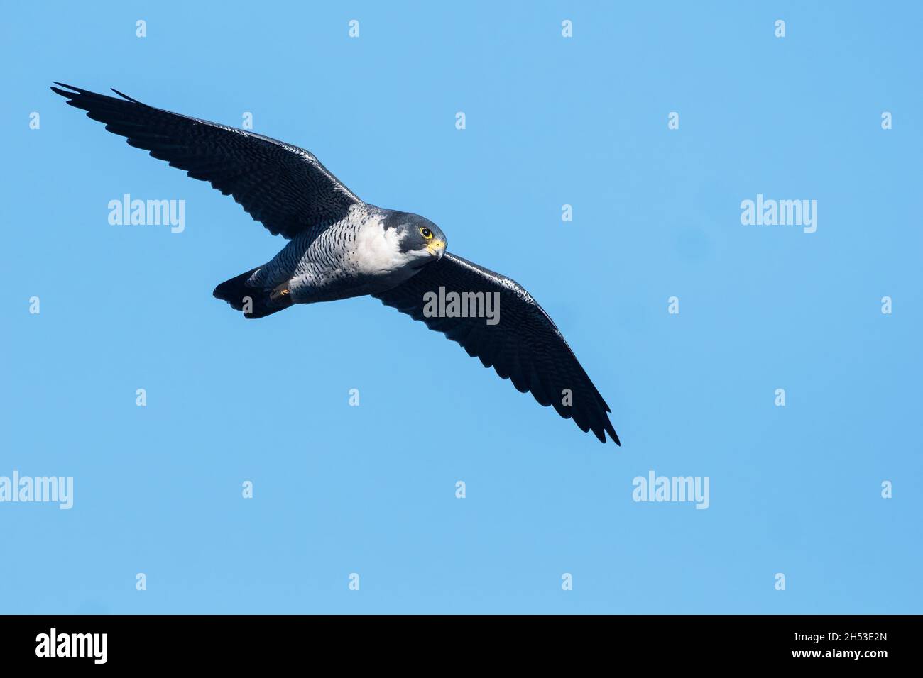 Peregrine falcon in flight Stock Photo