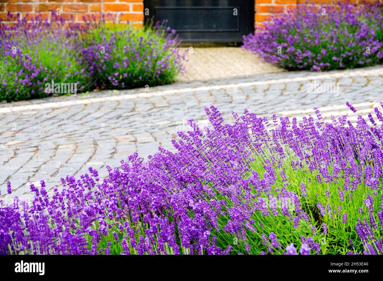 English lavender plantlined cobbled road scented lavender hedge Stock