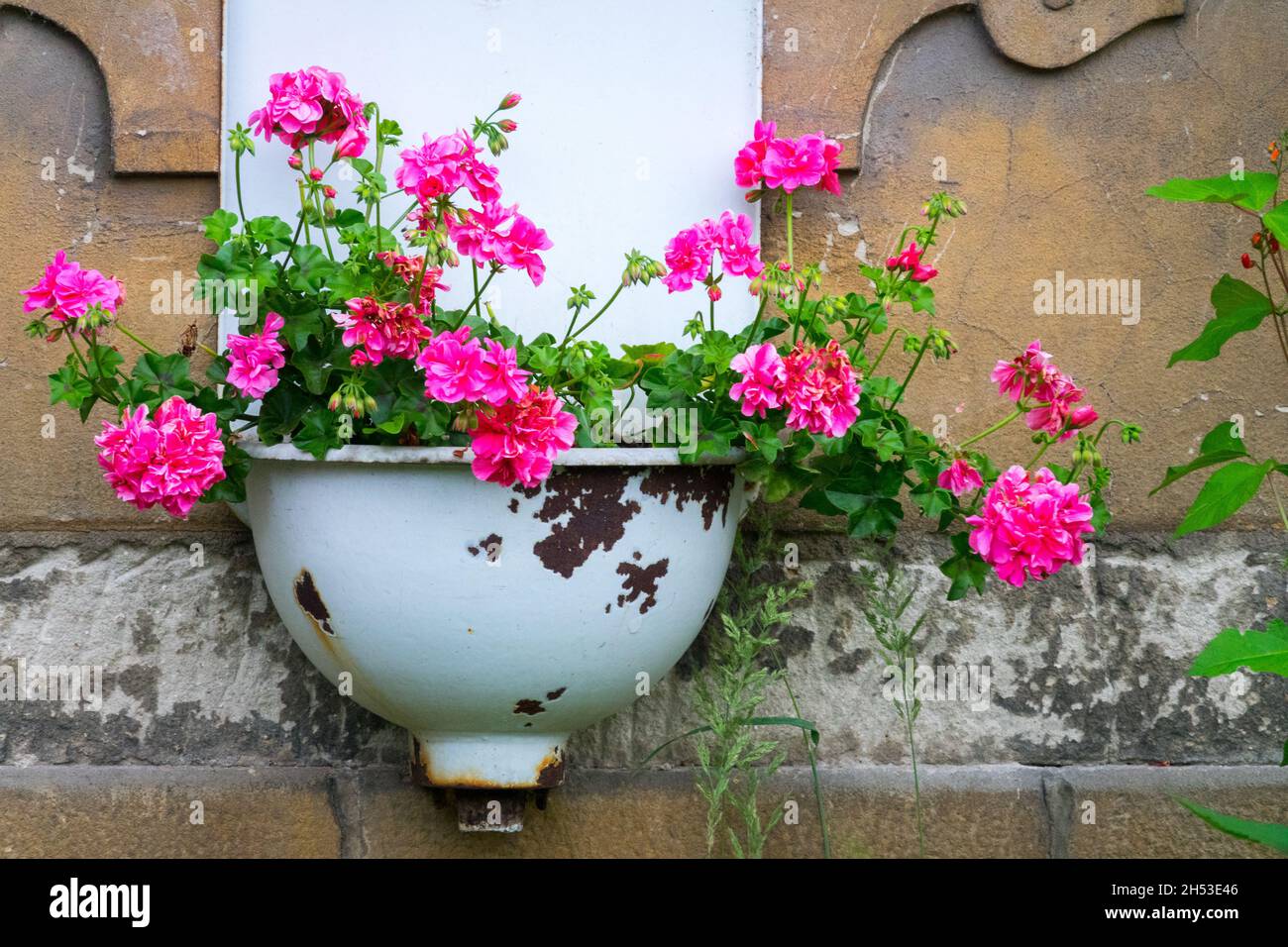 Pink geraniums grow in old cast iron sink Stock Photo