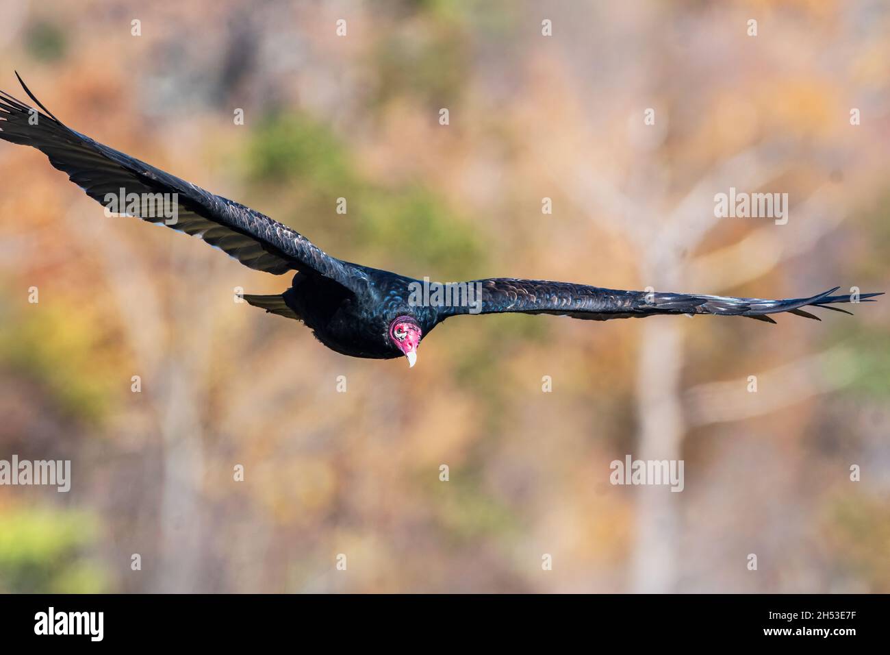 Turkey vulture in flight at Palisades State Park, New Jersey Stock