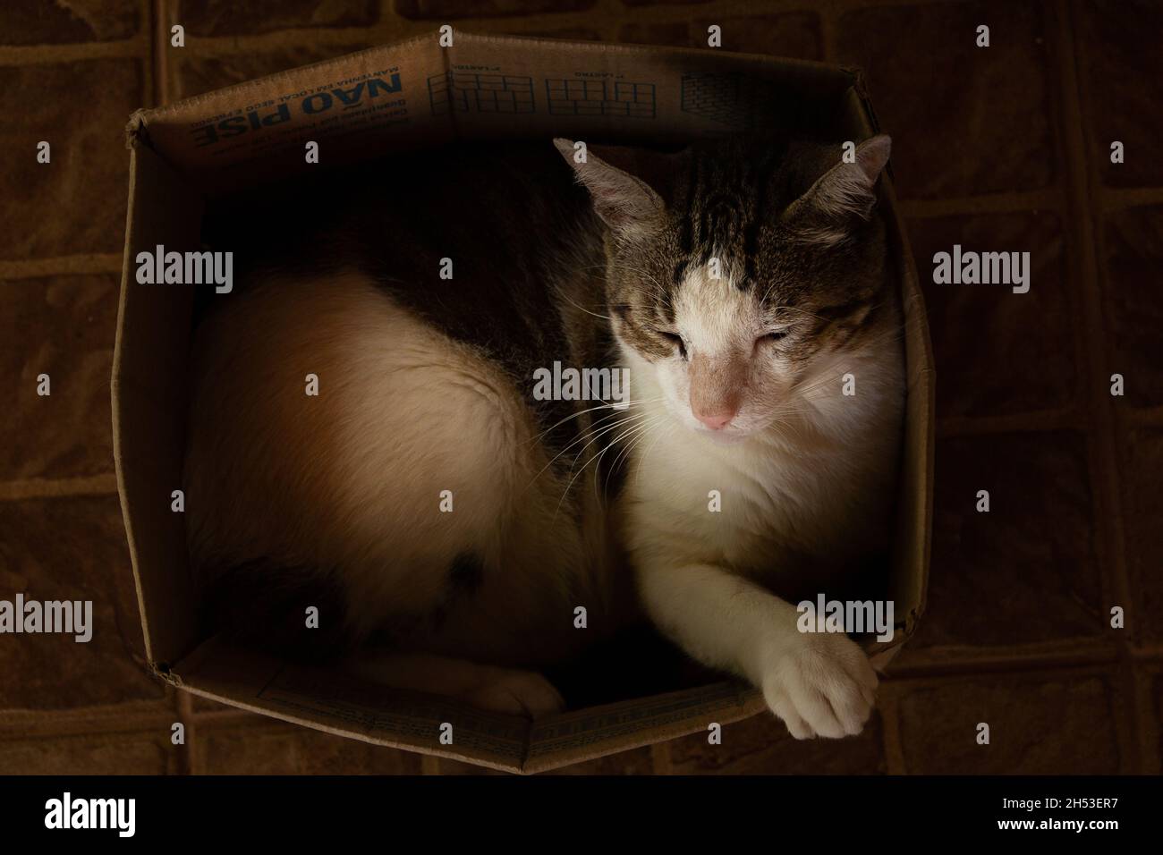 A tabby cat sleeping inside cardboard box Stock Photo Alamy
