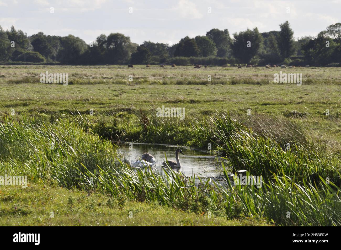 On Halvergate marshes, Norfolk, England, UK. Stock Photo