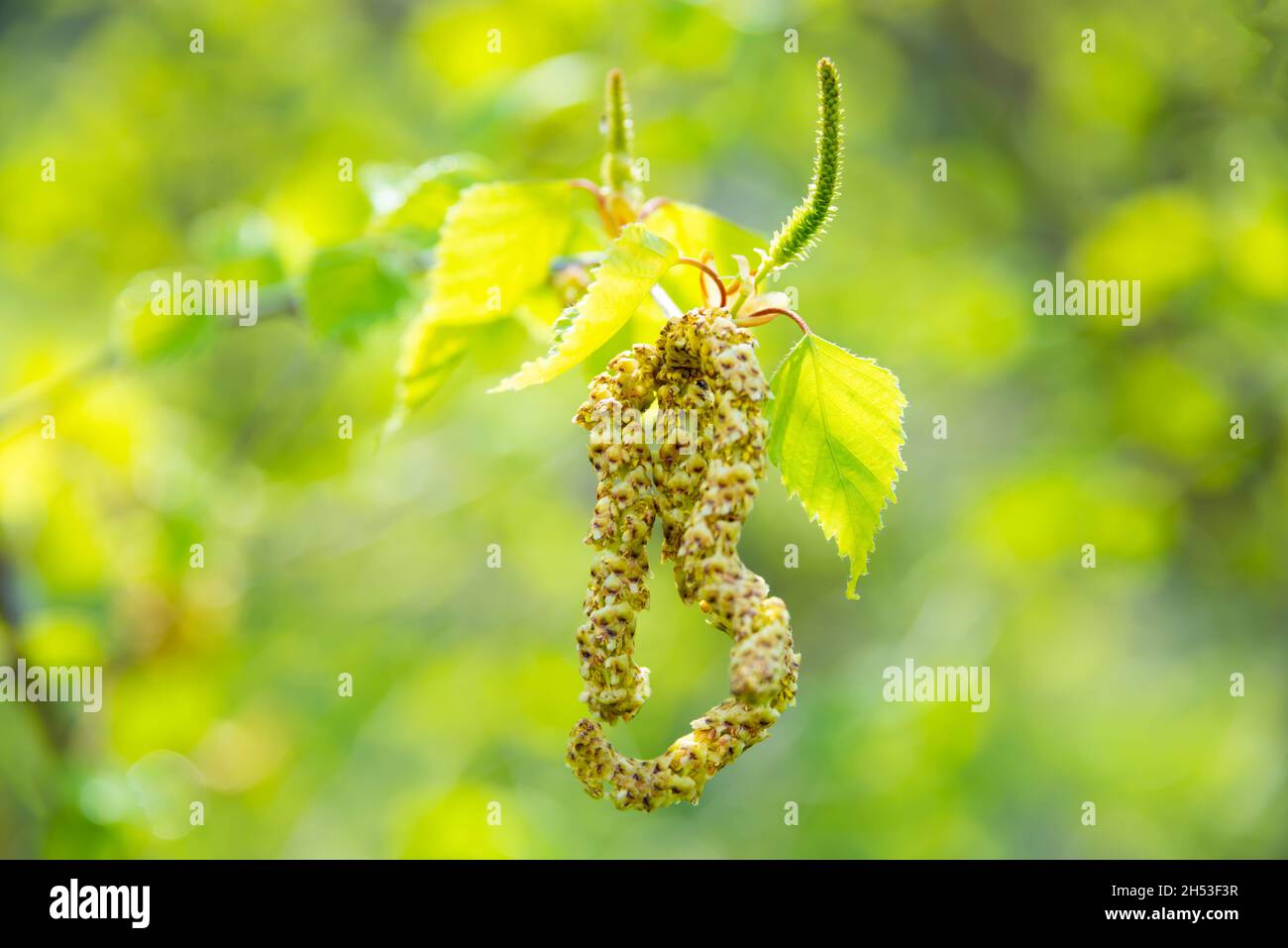 Spring nature leaves on branches hi-res stock photography and images ...