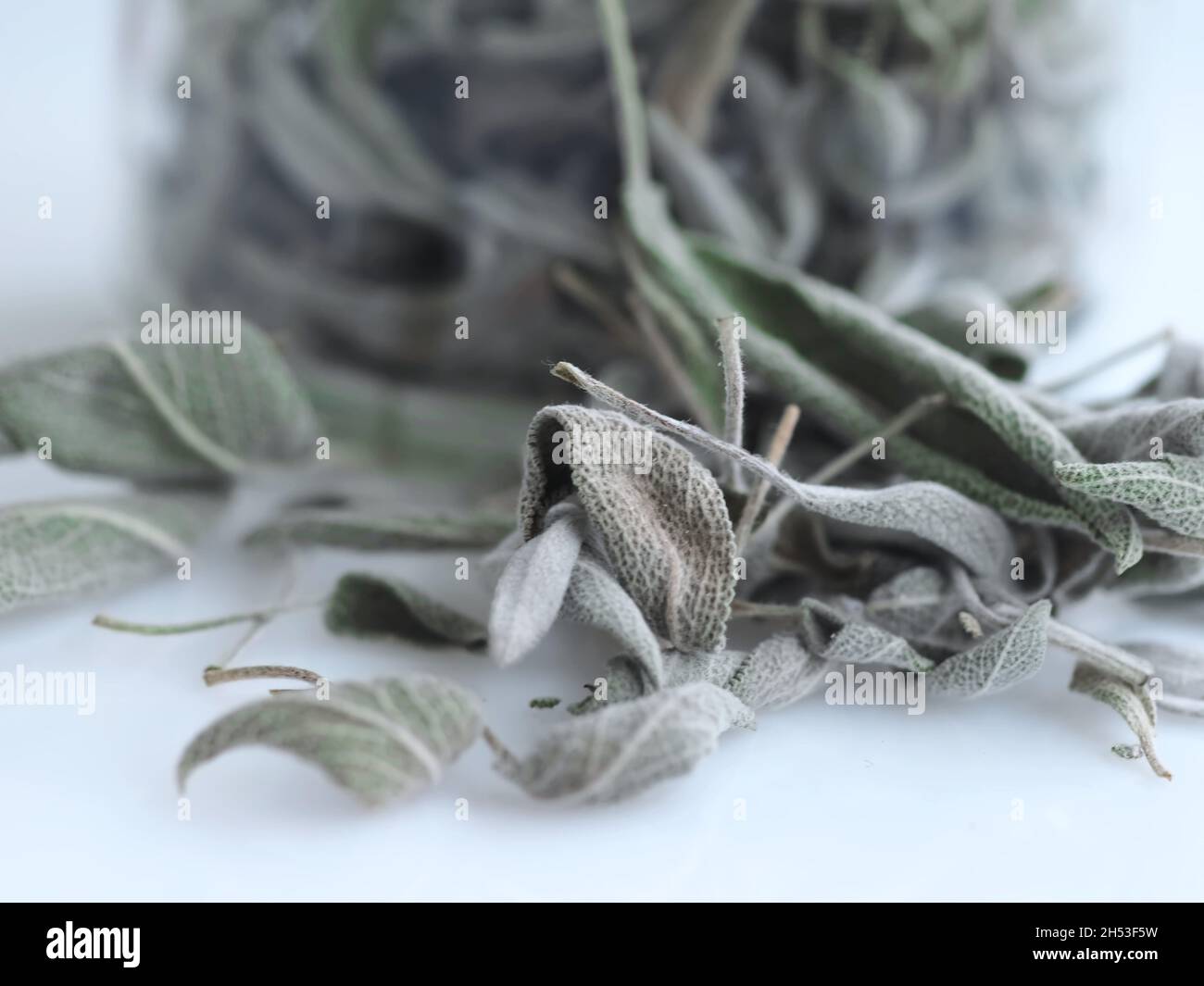 Natural medicine: Closeup of dried sage leaves against flu Stock Photo