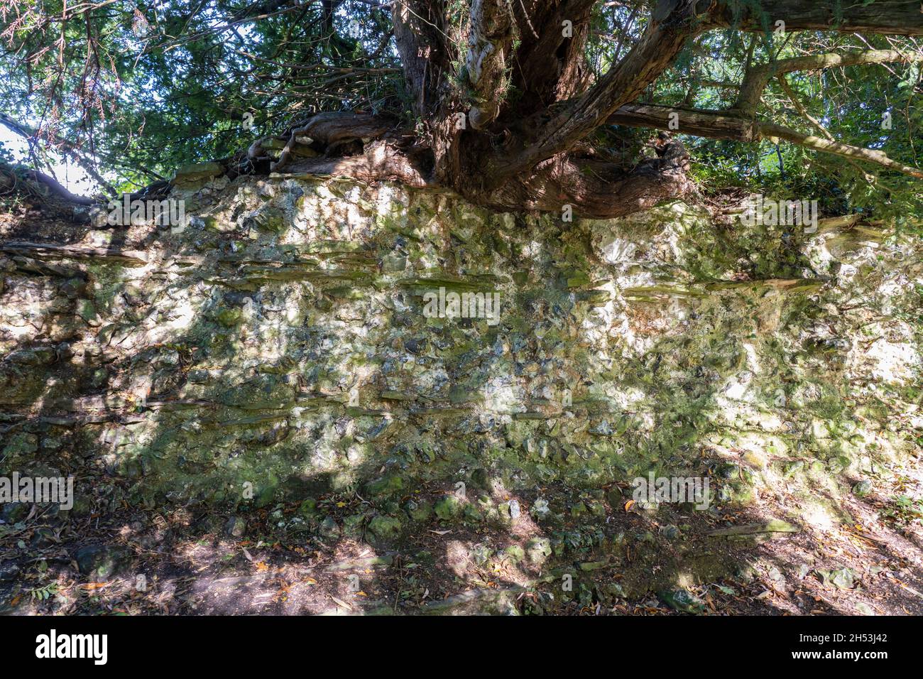 A tree growing atop a section of ruined Roman town wall showing the flint and stone core held together by lime mortar at Silchester. Hampshire, UK Stock Photo