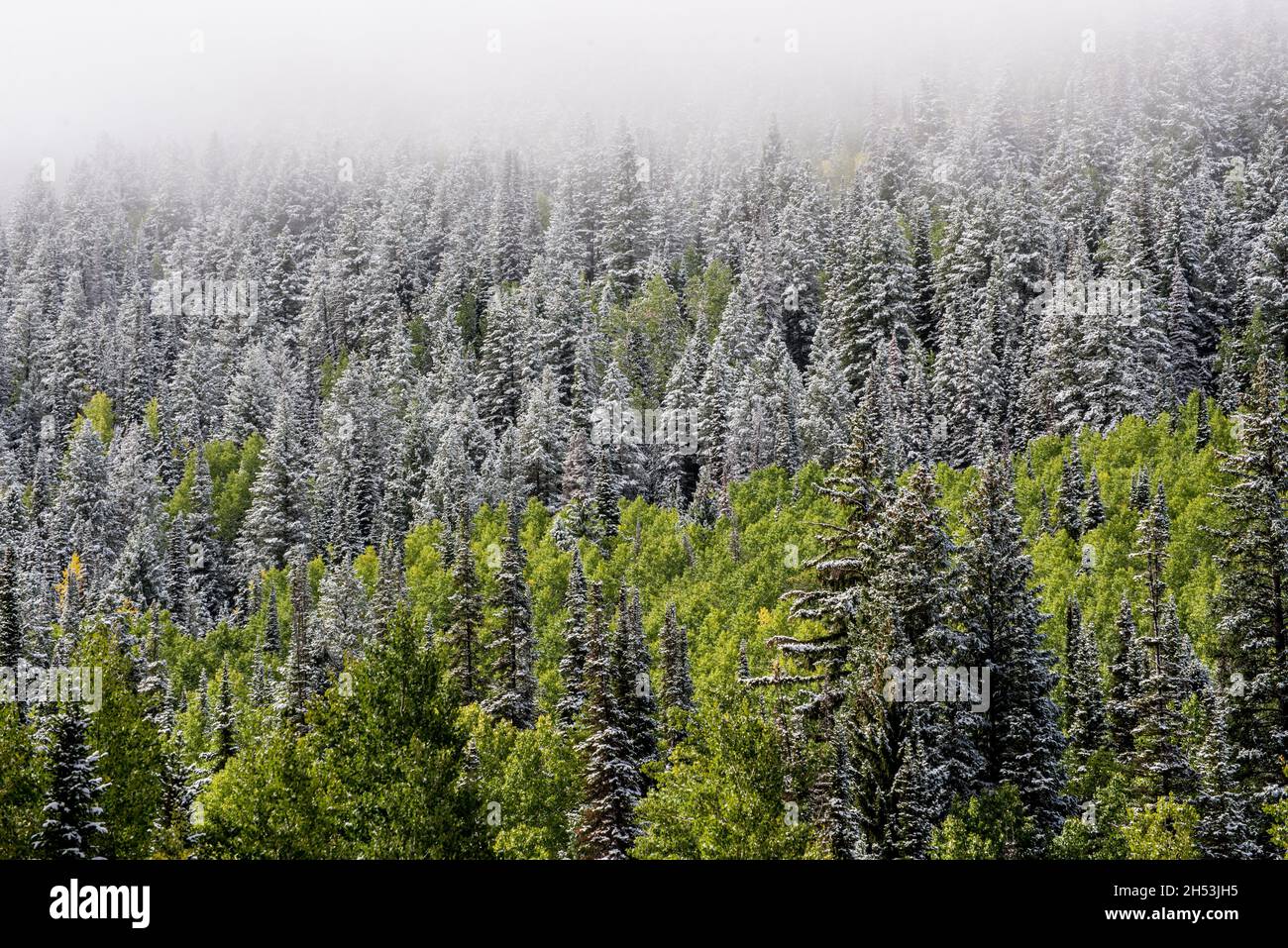 Snow - Aspen -  Spruce - Pine - Winter Fog - Wasatch Mountains - Salt Lake City, Utah Stock Photo