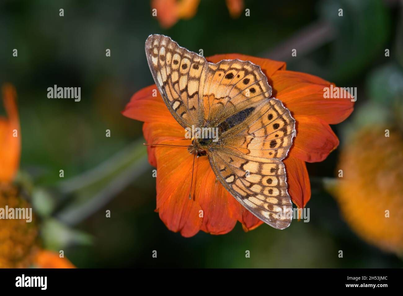 Variegated fritillary or Euptoieta Claudia on a frost killed Mexican sunflower plant in the autumn sun. It is a North and South American butterfly Stock Photo