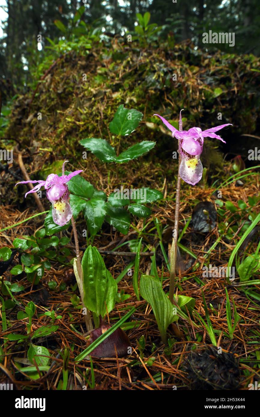 Fairy slippers (calypso bulbosa) in an old-growth forest after a rainstorm. Yaak Valley, northwest Montana. (Photo by Randy Beacham) Stock Photo