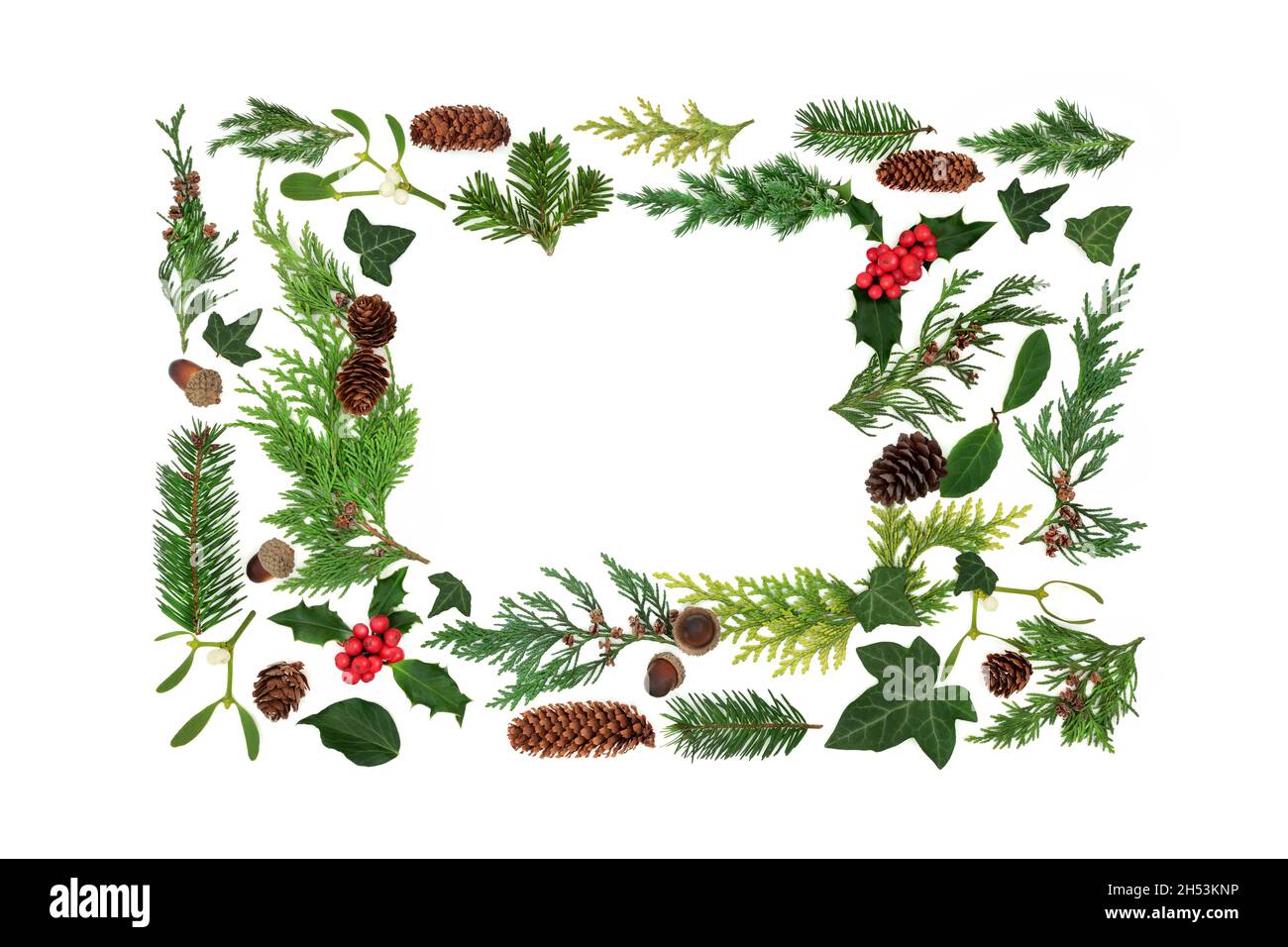 Christmas natural European flora background frame on white. Festive winter, Xmas, New Year nature study border composition. Top view, flat lay. Stock Photo