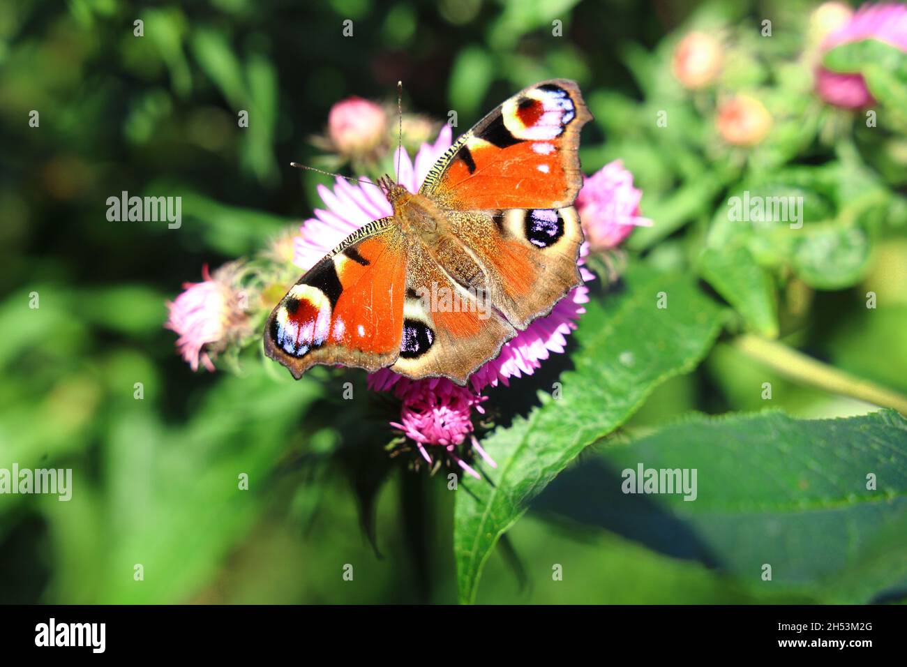 peacock butterfly on a Flower Stock Photo - Alamy