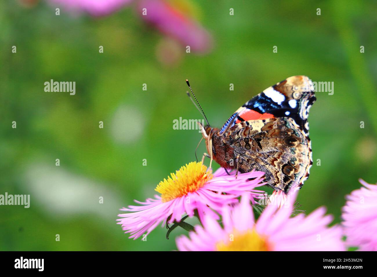 Underside of Red Admiral wing Stock Photo