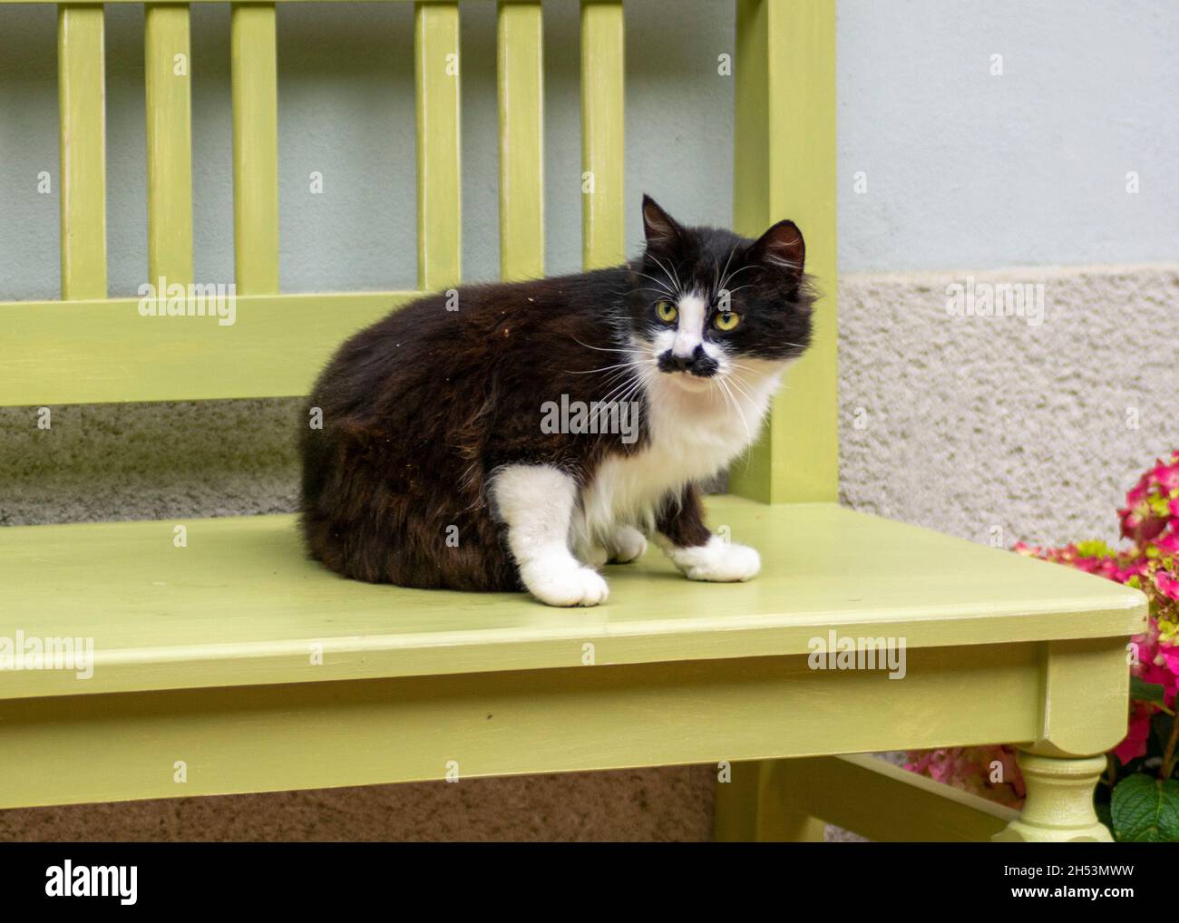 Black and White Cat with mustache markings. A black and white cat with