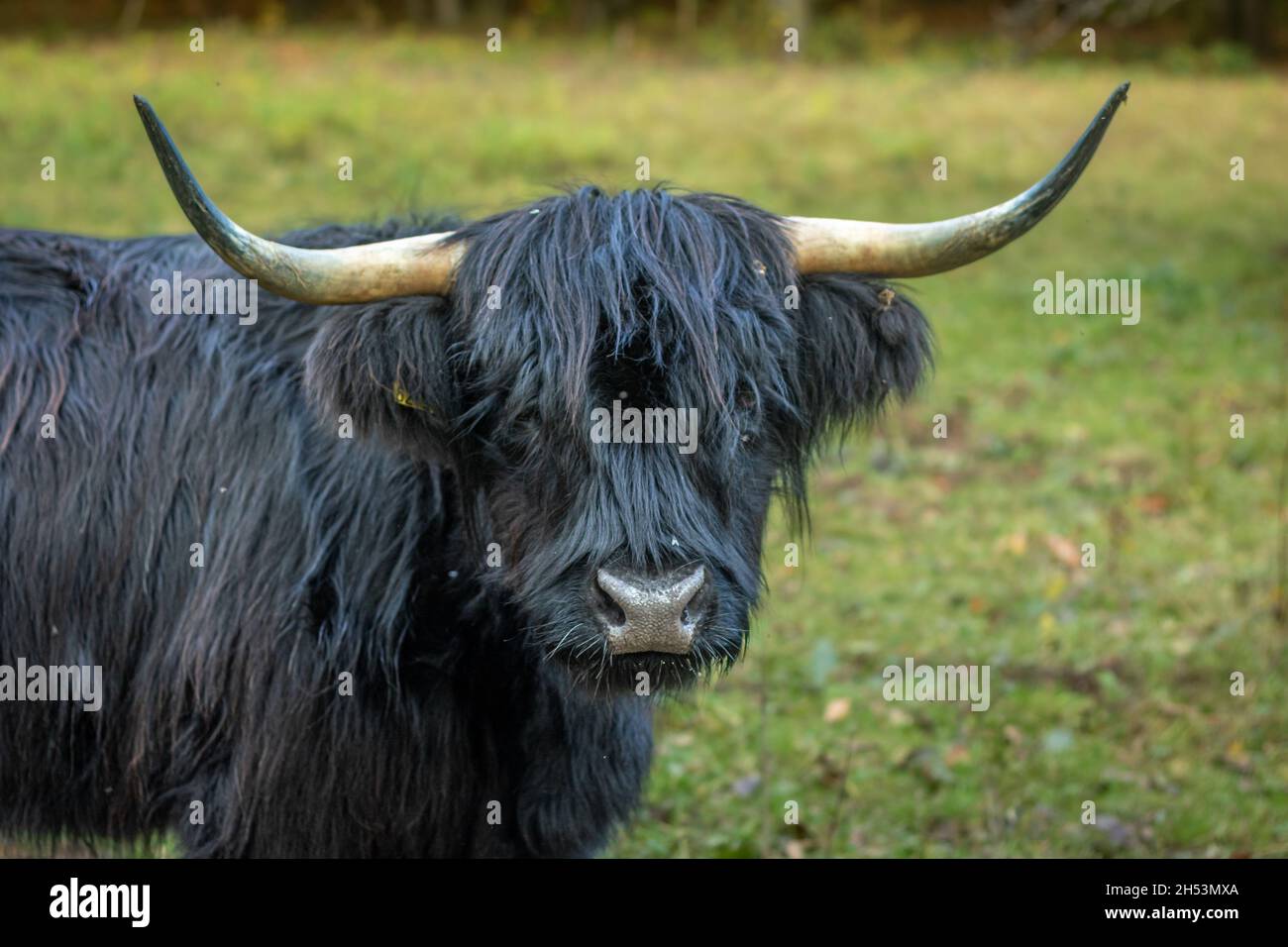 scottish highland cattle with dark fur cares for vegetation on a meadow in a nature reserve in southern germany Stock Photo