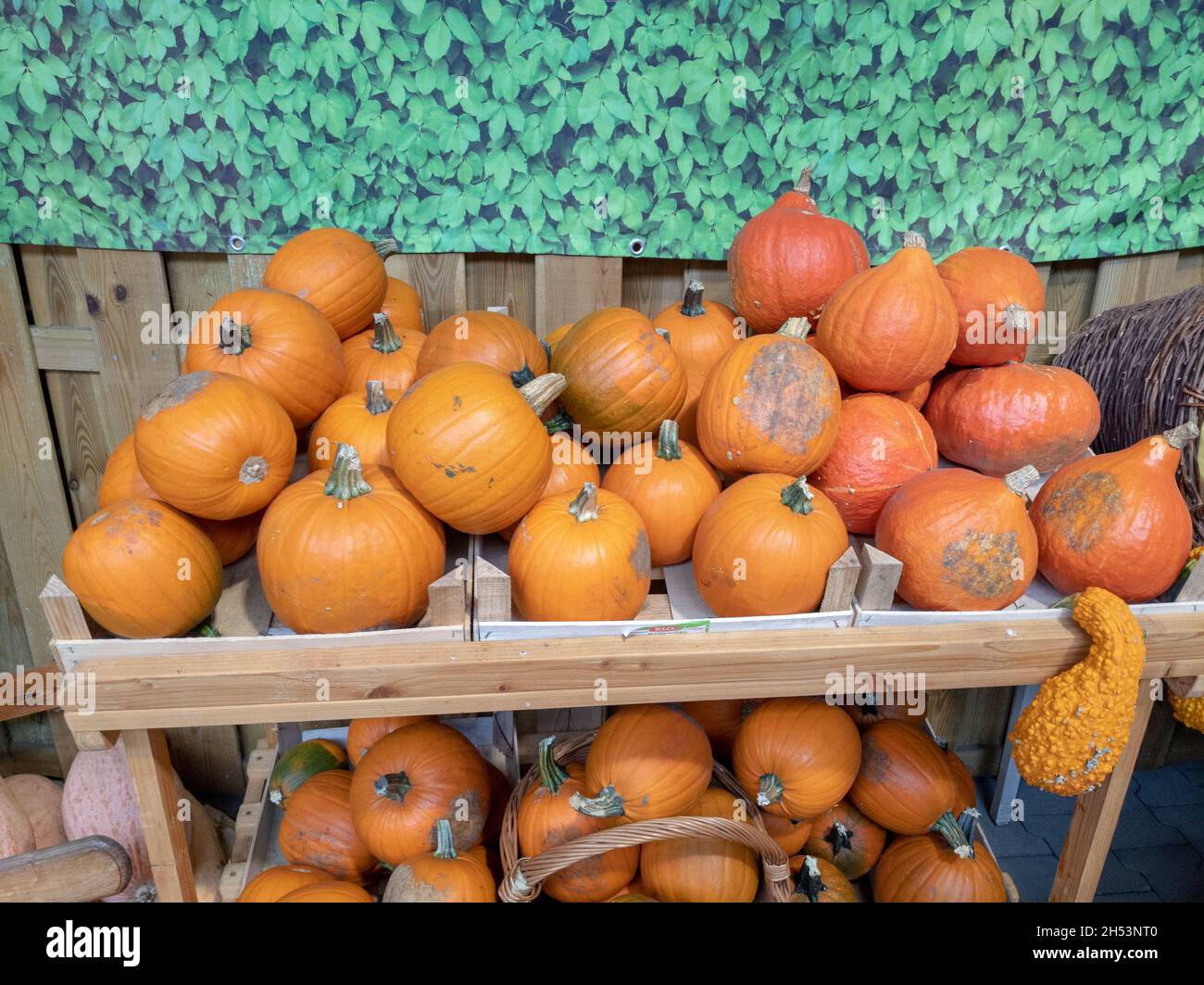Scenic view of a pile of pumpkins in a box Stock Photo - Alamy