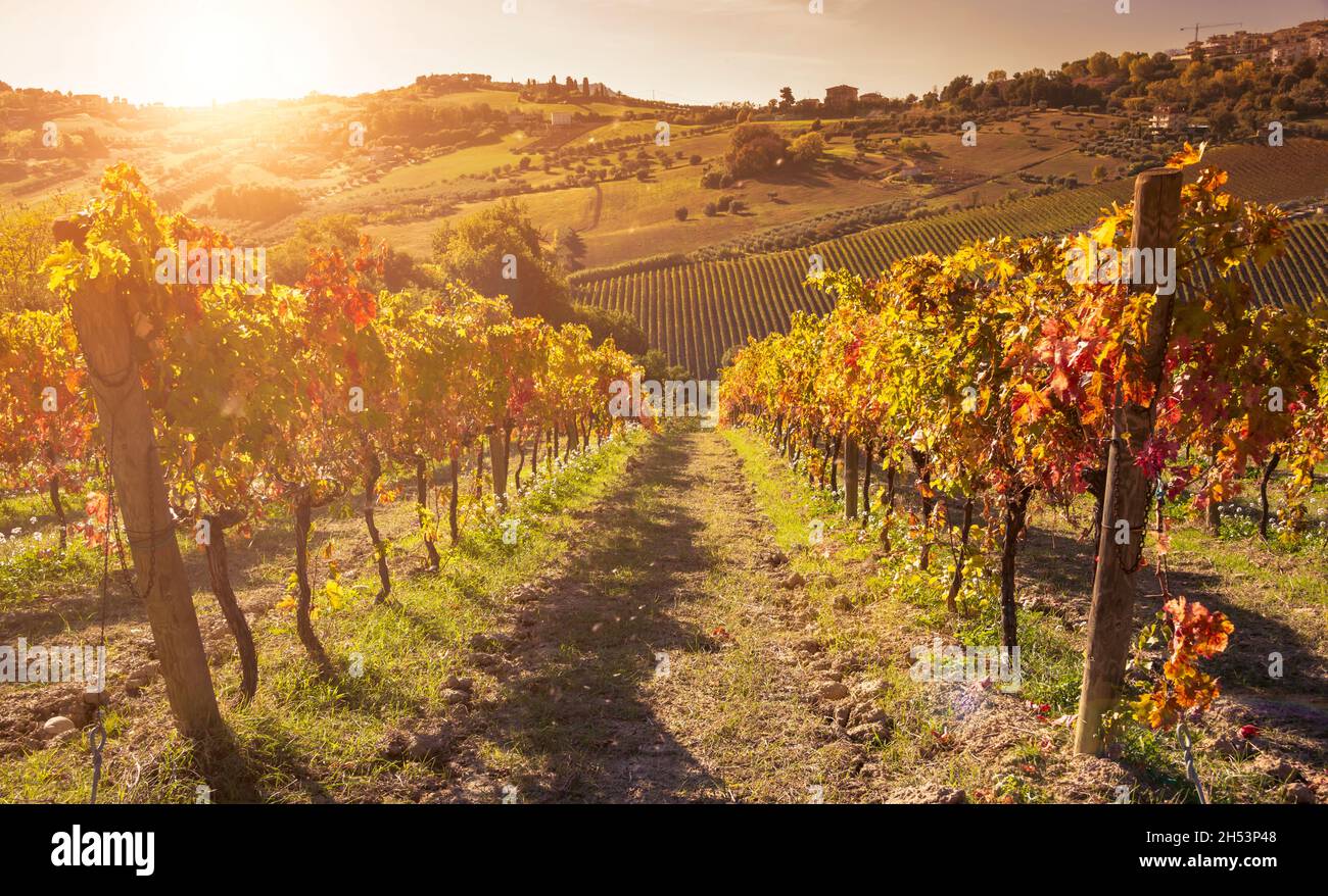 Fall Winery Colorful vineyard in fall, autumn nature landscape Stock Photo - Alamy